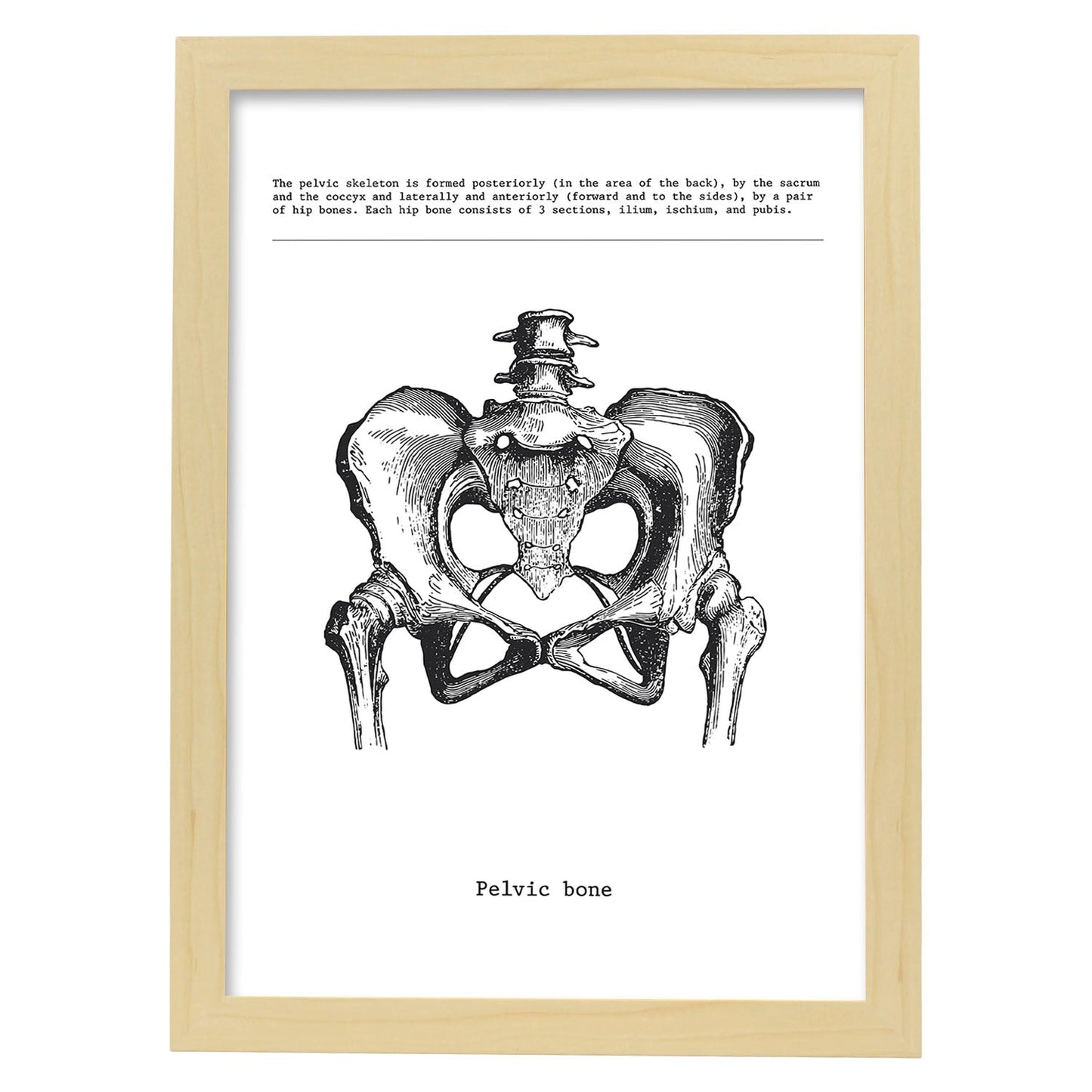 Posters de anatomía en blanco y negro con imágenes del cuerpo humano. Láminas de "Pelvis". .-Artwork-Nacnic-A3-Marco Madera clara-Nacnic Estudio SL