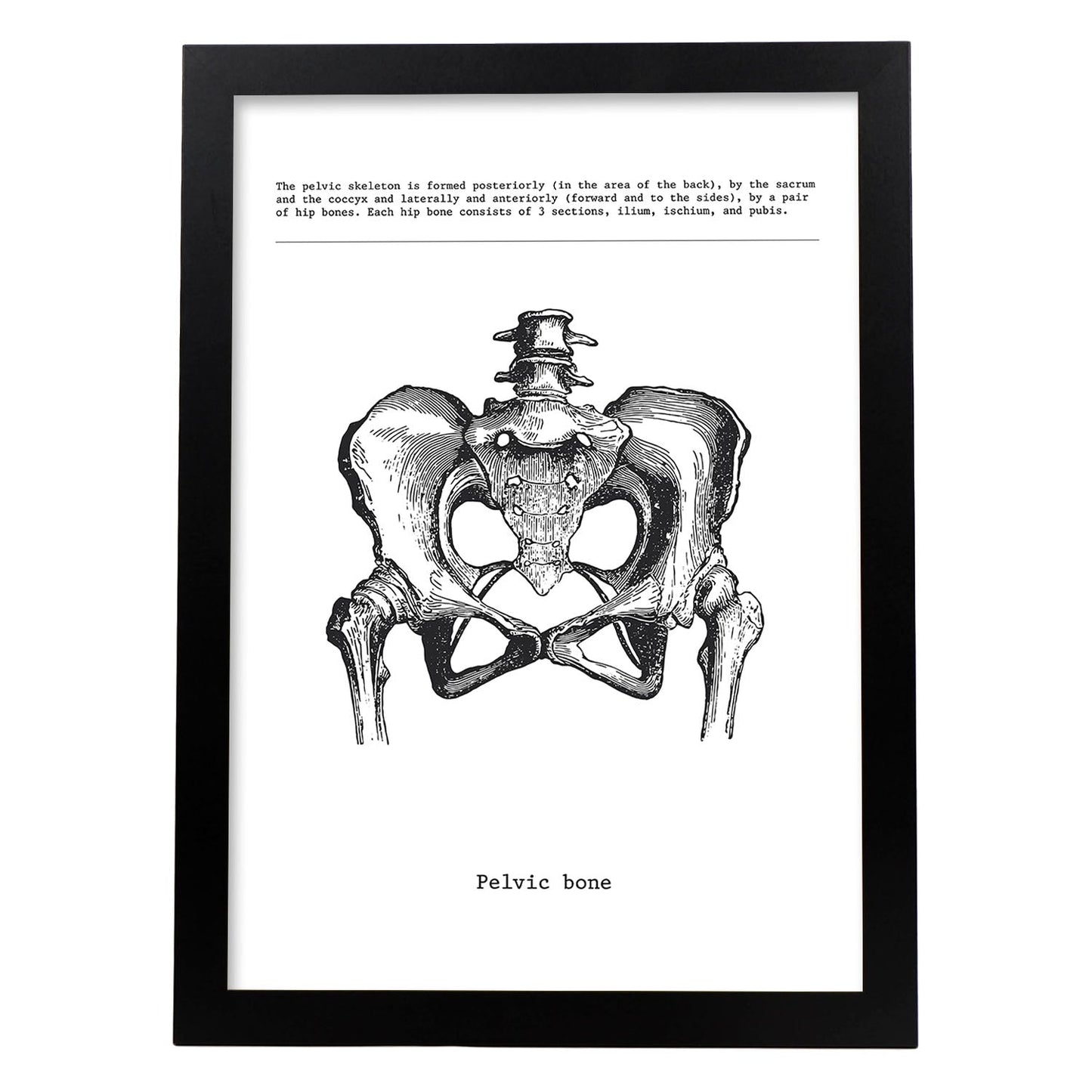 Posters de anatomía en blanco y negro con imágenes del cuerpo humano. Láminas de "Pelvis". .-Artwork-Nacnic-A4-Marco Negro-Nacnic Estudio SL