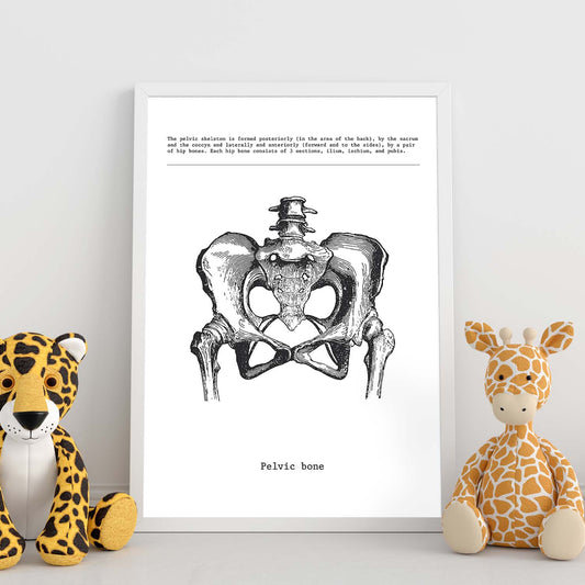 Posters de anatomía en blanco y negro con imágenes del cuerpo humano. Láminas de "Pelvis". .-Artwork-Nacnic-Nacnic Estudio SL