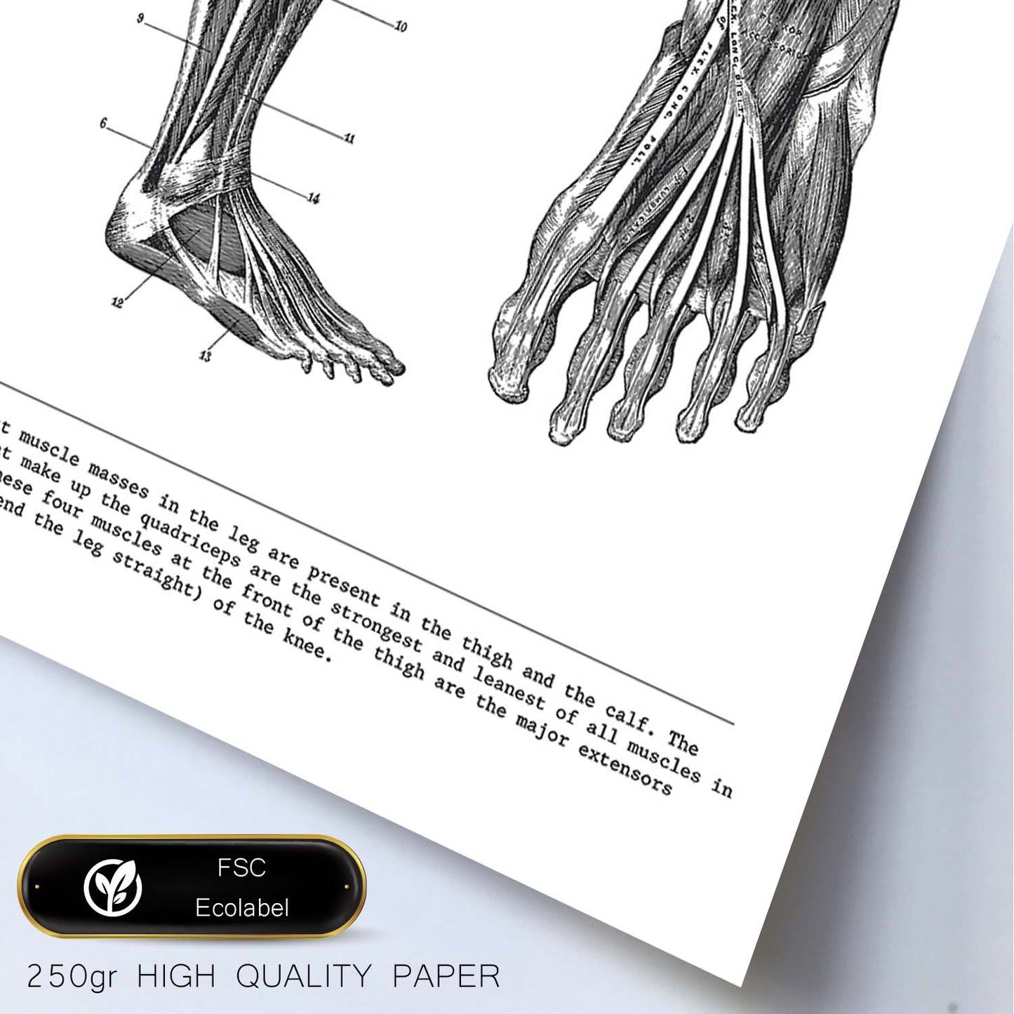 Posters de anatomía en blanco y negro con imágenes del cuerpo humano. Láminas de "Pierna". .-Artwork-Nacnic-Nacnic Estudio SL