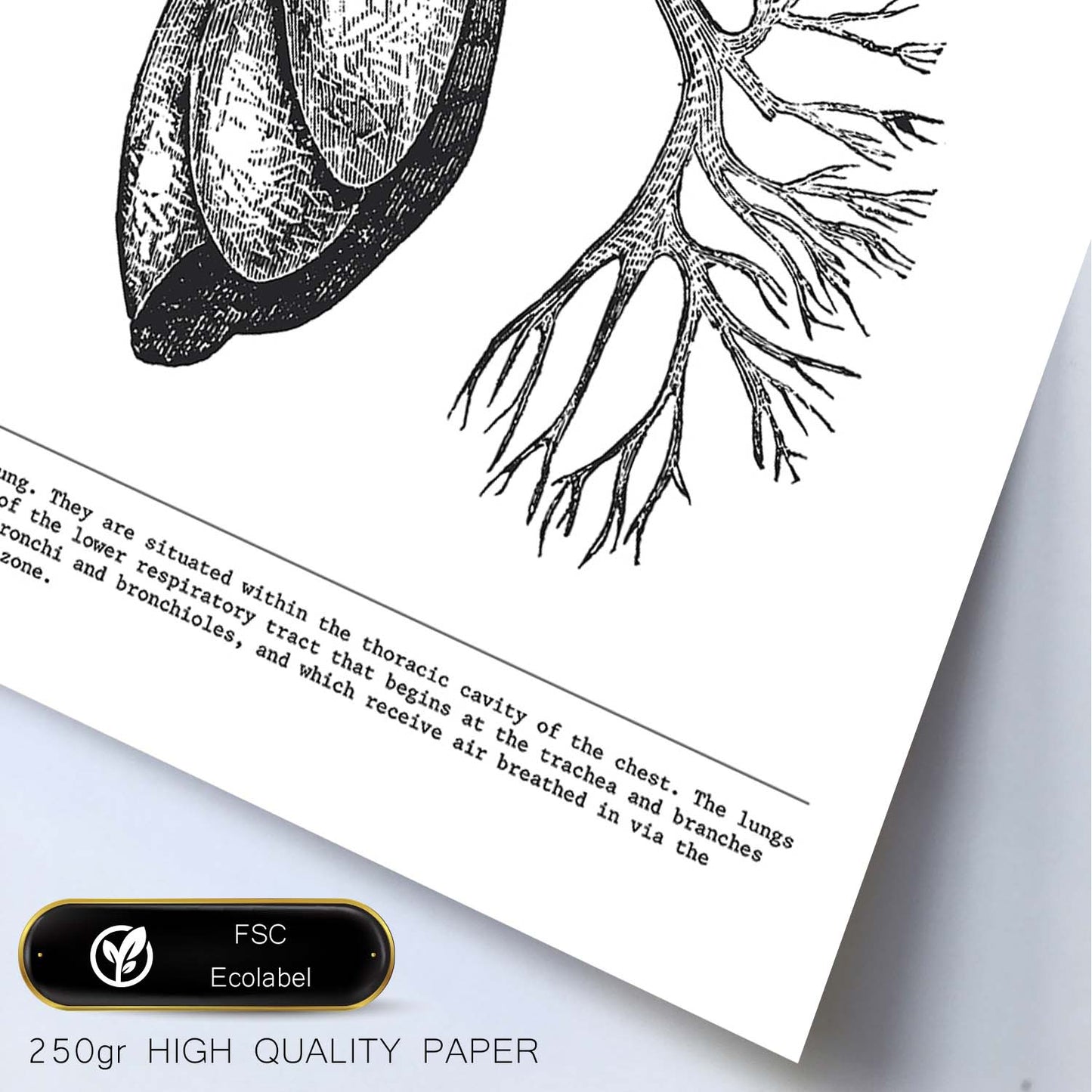 Posters de anatomía en blanco y negro con imágenes del cuerpo humano. Láminas de "Pulmones". .-Artwork-Nacnic-Nacnic Estudio SL
