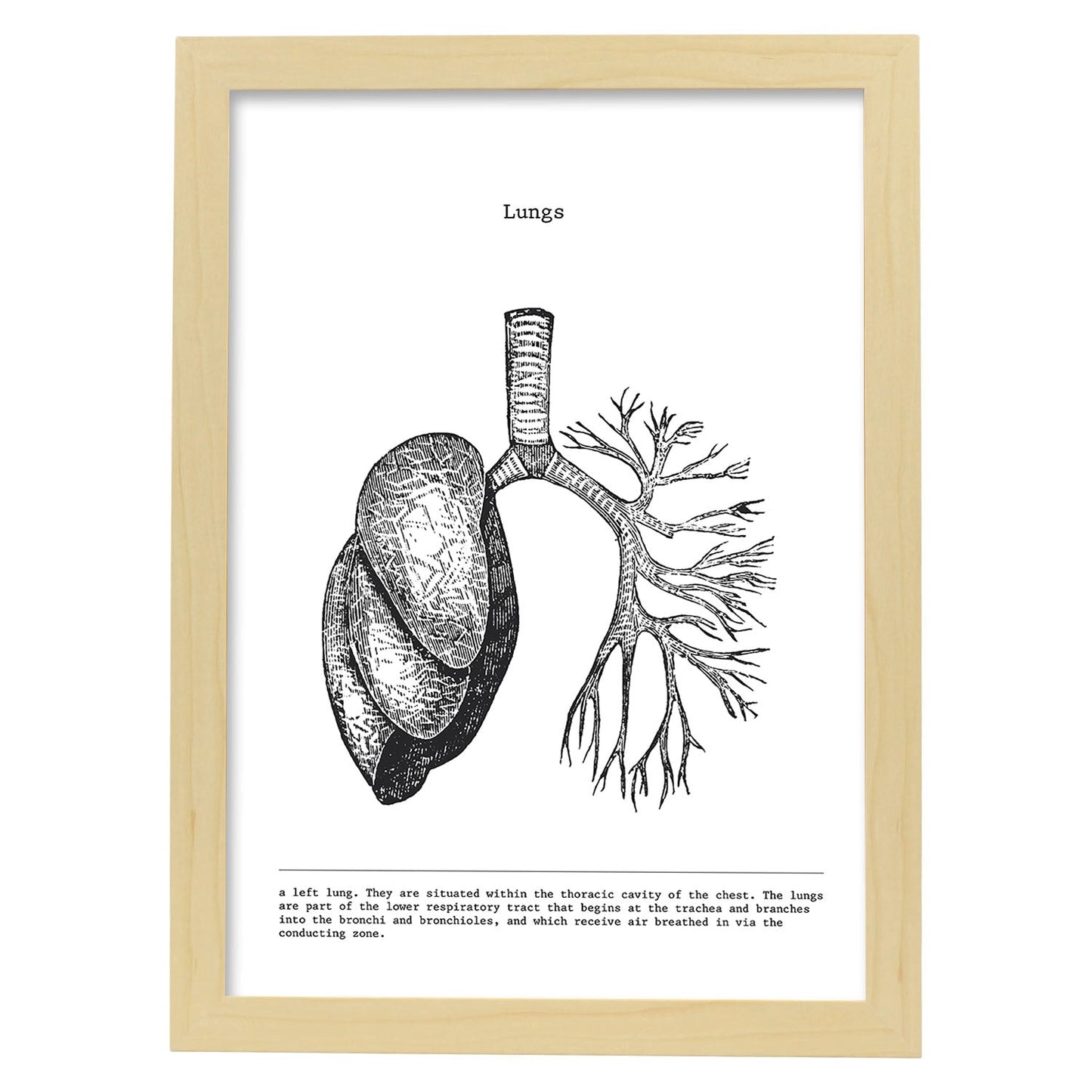 Posters de anatomía en blanco y negro con imágenes del cuerpo humano. Láminas de "Pulmones". .-Artwork-Nacnic-A3-Marco Madera clara-Nacnic Estudio SL