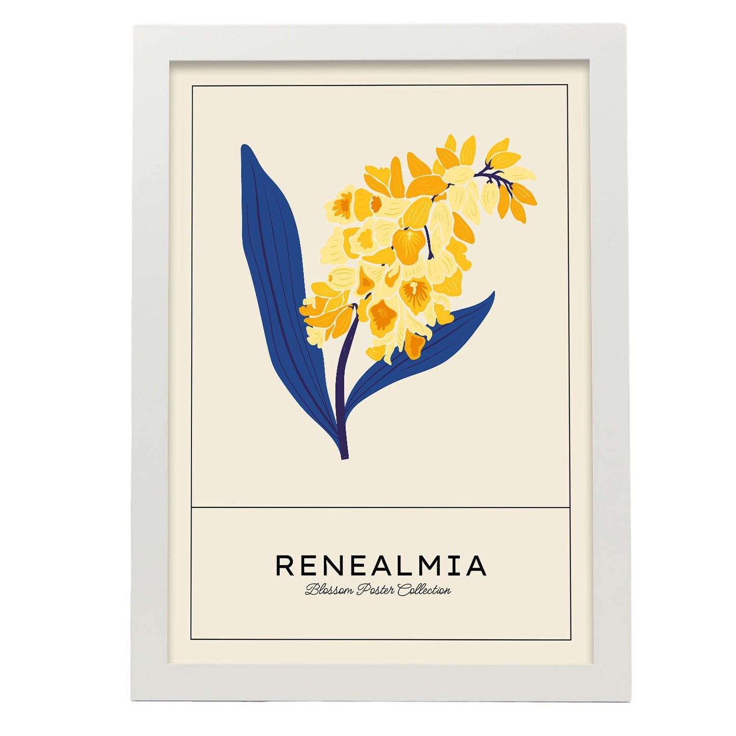 Renealmia-Artwork-Nacnic-A3-Marco Blanco-Nacnic Estudio SL