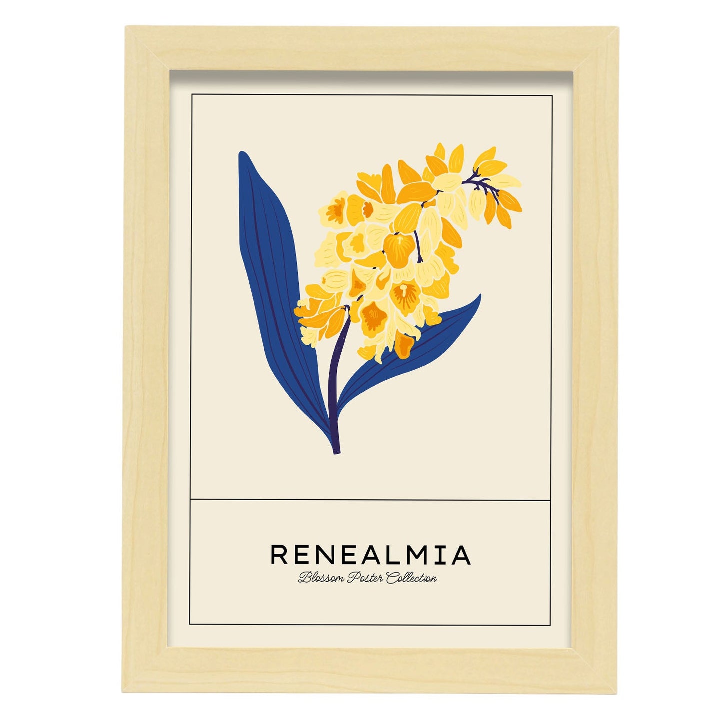 Renealmia-Artwork-Nacnic-A4-Marco Madera clara-Nacnic Estudio SL