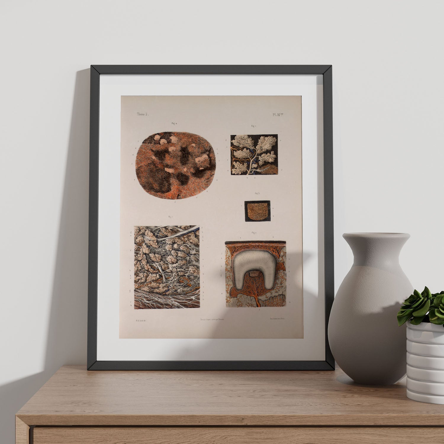 Salivary glands, tooth-Artwork-Nacnic-Nacnic Estudio SL