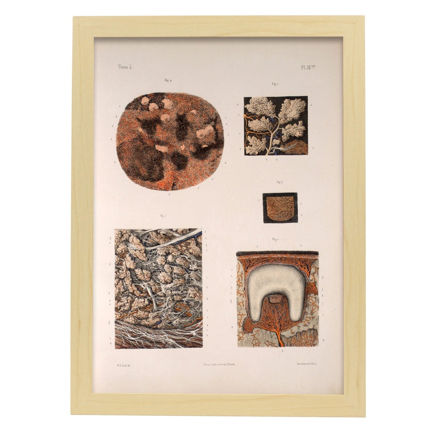 Salivary glands, tooth-Artwork-Nacnic-A3-Marco Madera clara-Nacnic Estudio SL