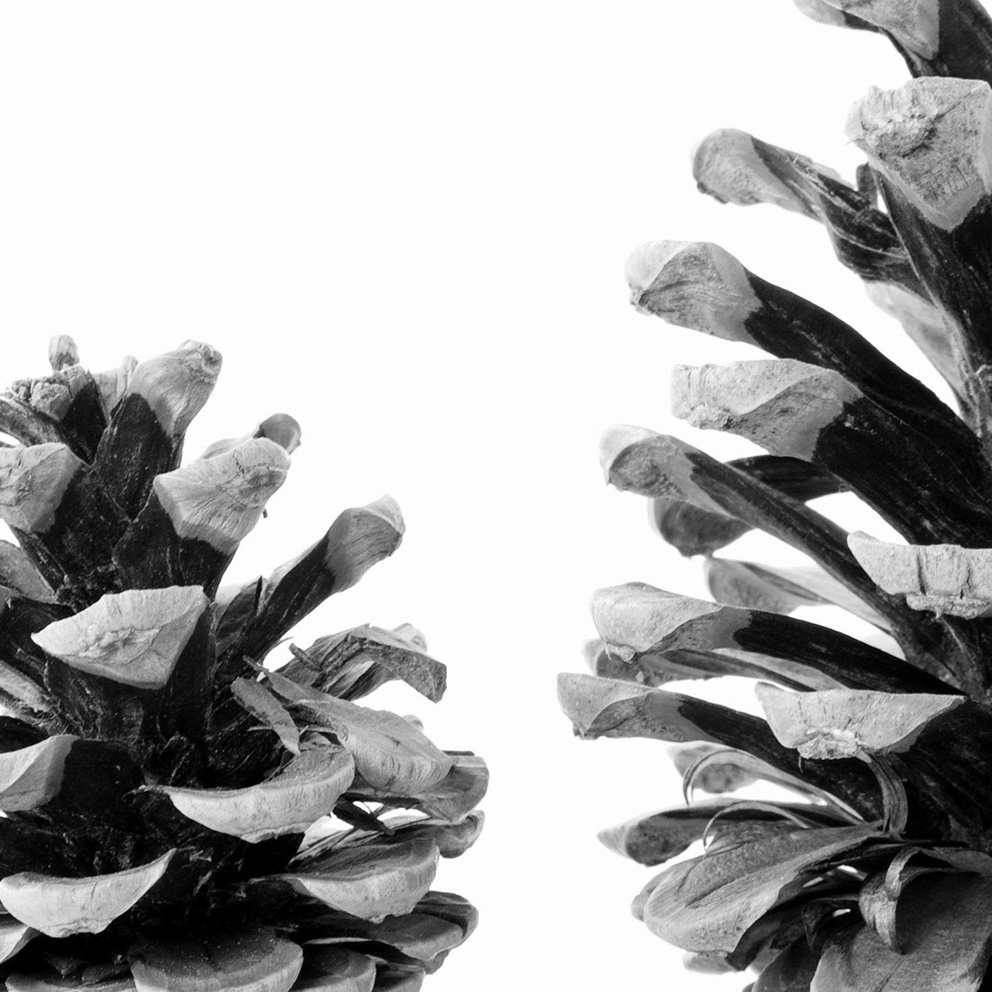 Set de 3 láminas de piñas de arbol pino en , en blanco y negro .-Artwork-Nacnic-Nacnic Estudio SL