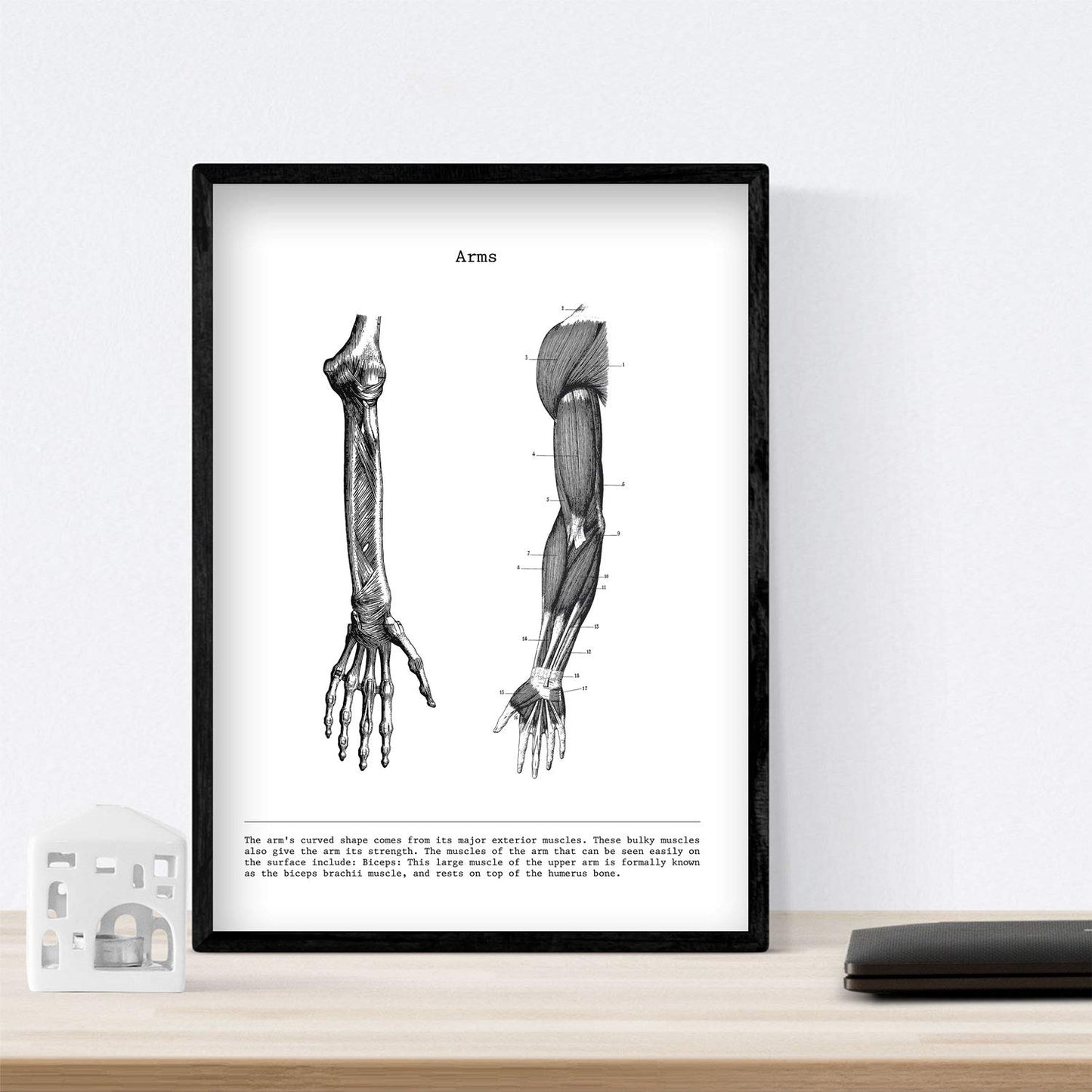 Set de 3 posters de anatomía en blanco y negro con imágenes del cuerpo humano. Pack de láminas sobre biología con "Brazo, Pierna y Espalda". .-Artwork-Nacnic-Nacnic Estudio SL