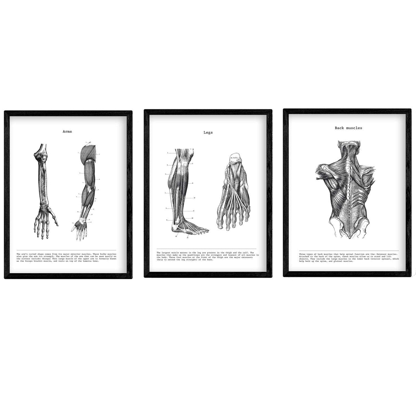 Set de 3 posters de anatomía en blanco y negro con imágenes del cuerpo humano. Pack de láminas sobre biología con "Brazo, Pierna y Espalda". .-Artwork-Nacnic-Nacnic Estudio SL