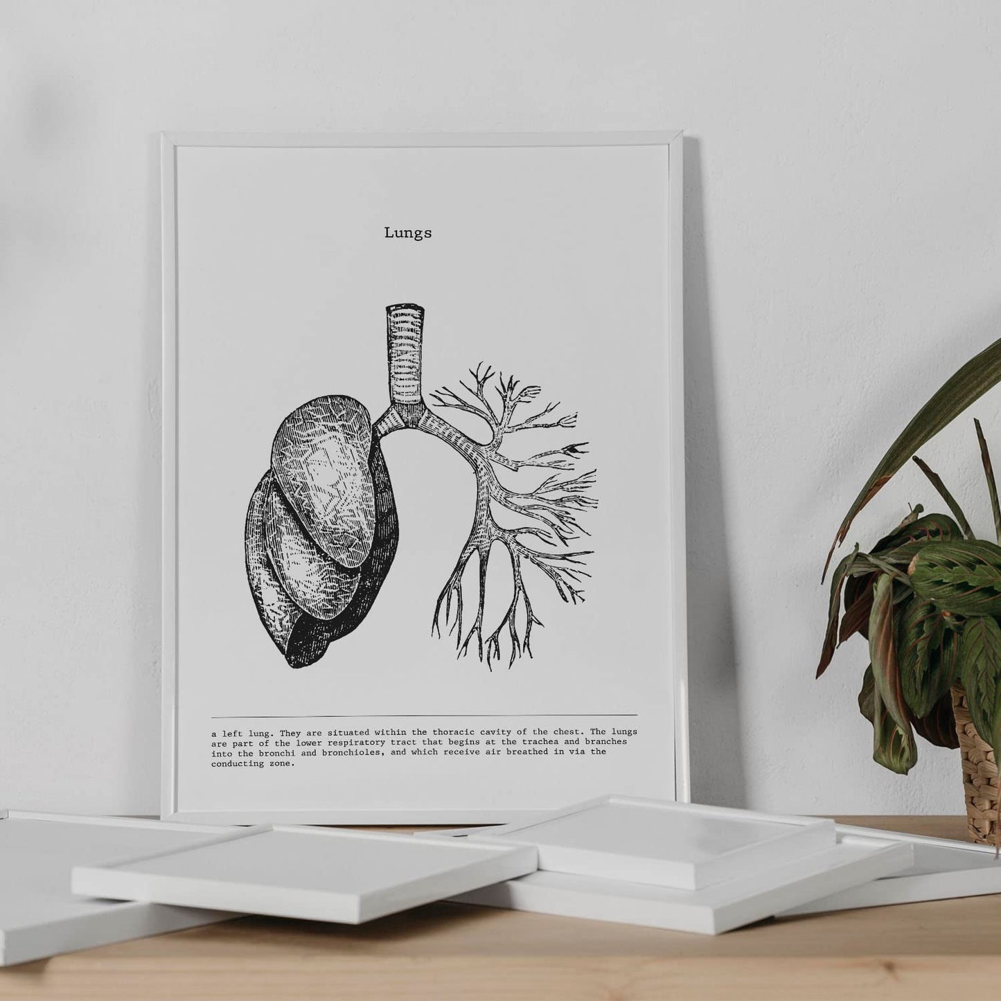 Set de 3 posters de anatomía en blanco y negro con imágenes del cuerpo humano. Pack de láminas sobre biología con "Corazón, Hígado y Pulmones". .-Artwork-Nacnic-Nacnic Estudio SL