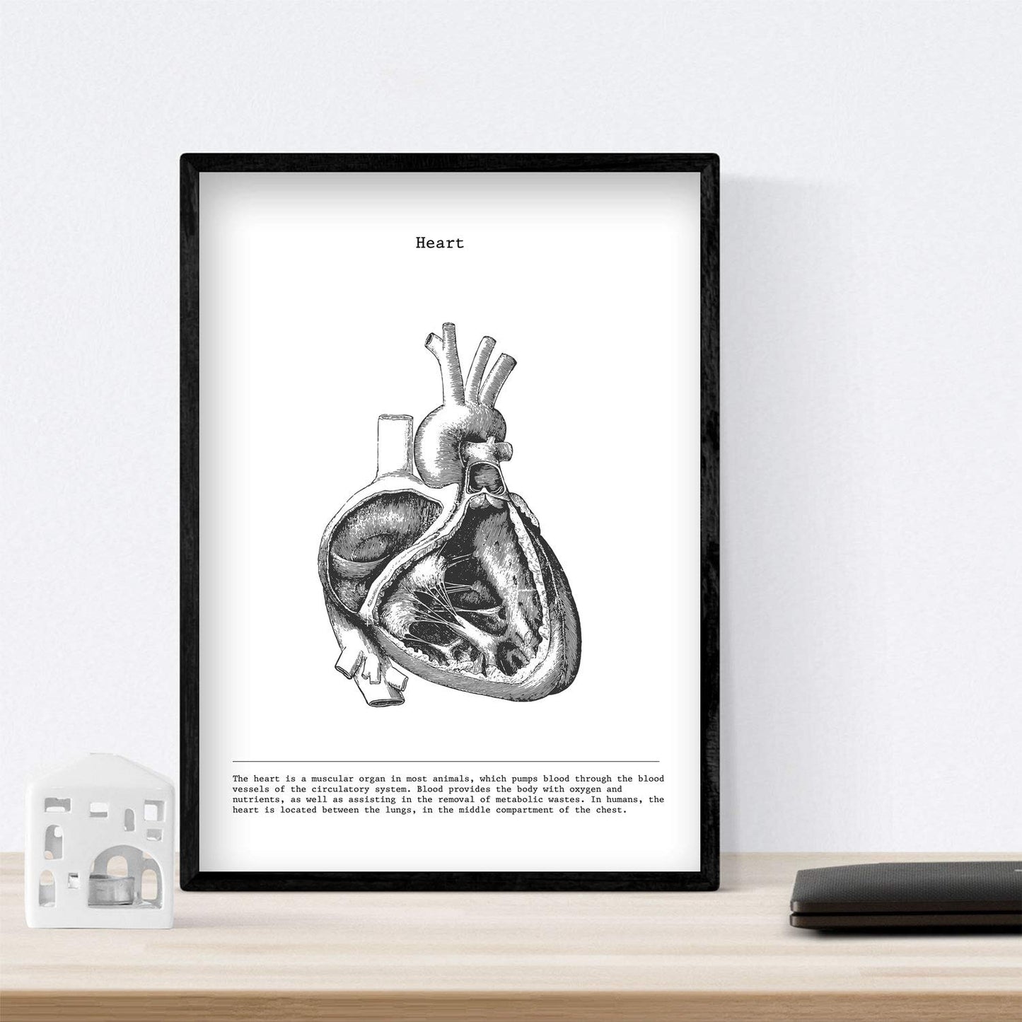 Set de 3 posters de anatomía en blanco y negro con imágenes del cuerpo humano. Pack de láminas sobre biología con "Corazón, Hígado y Pulmones". .-Artwork-Nacnic-Nacnic Estudio SL