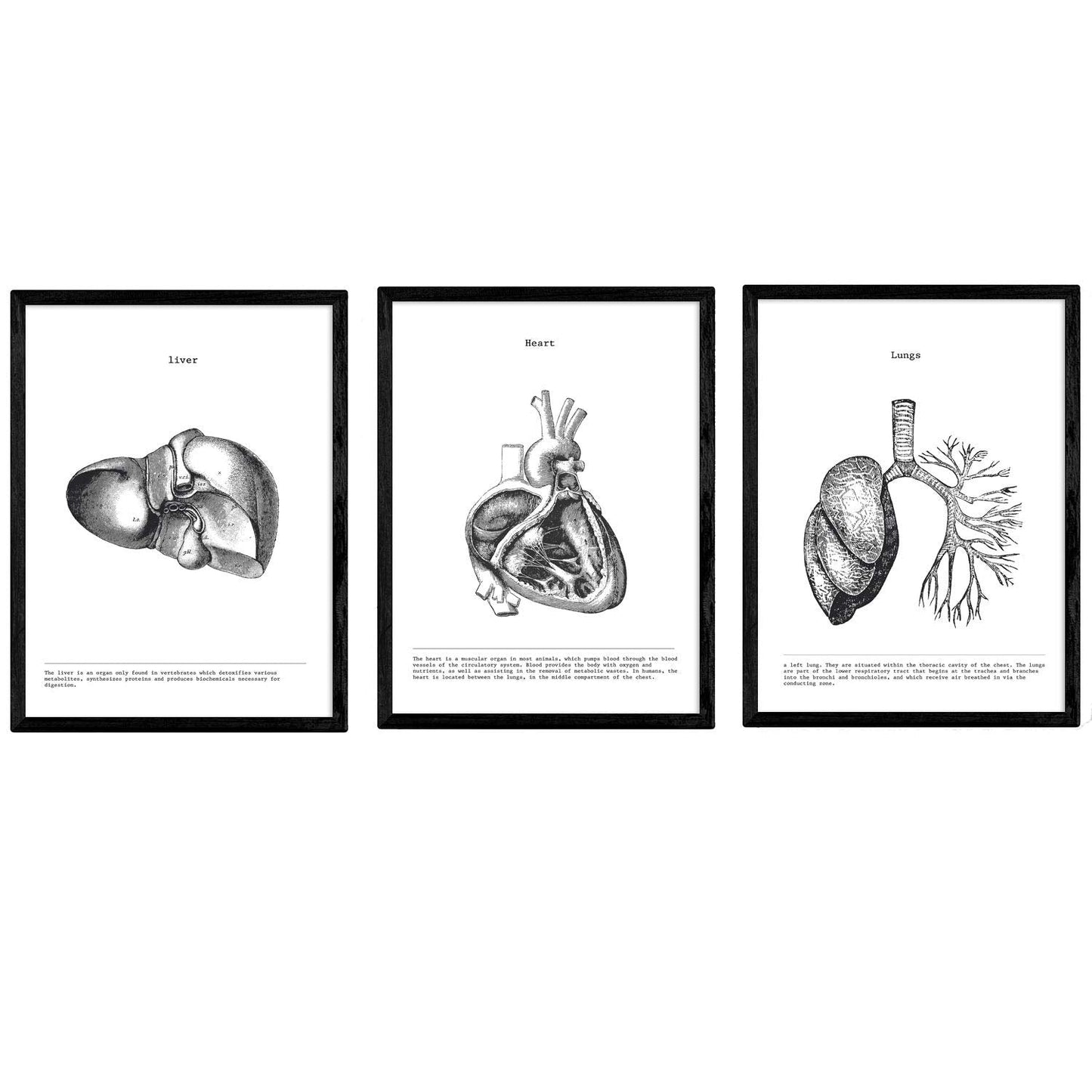 Set de 3 posters de anatomía en blanco y negro con imágenes del cuerpo humano. Pack de láminas sobre biología con "Corazón, Hígado y Pulmones". .-Artwork-Nacnic-Nacnic Estudio SL