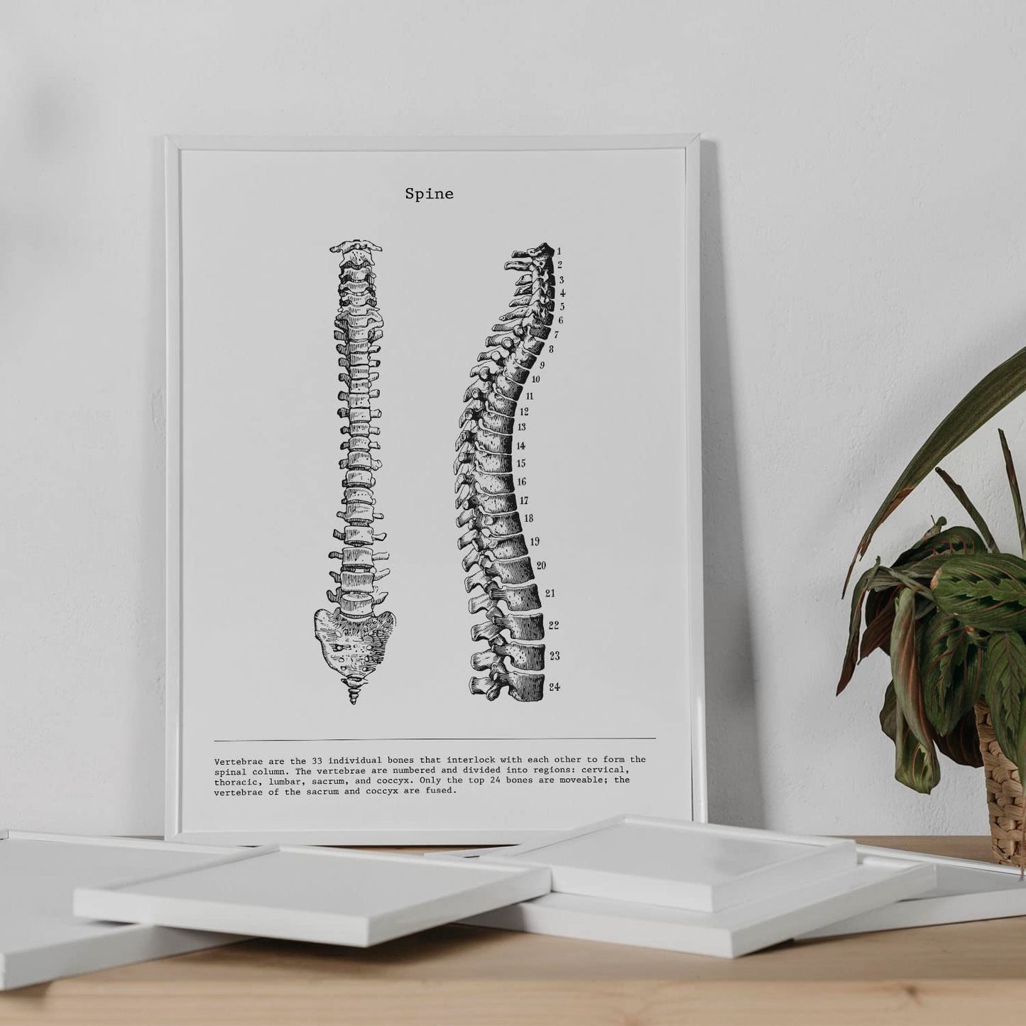 Set de 3 posters de anatomía en blanco y negro con imágenes del cuerpo humano. Pack de láminas sobre biología con "Costillas, Pelvis y Columna Vertebral". .-Artwork-Nacnic-Nacnic Estudio SL