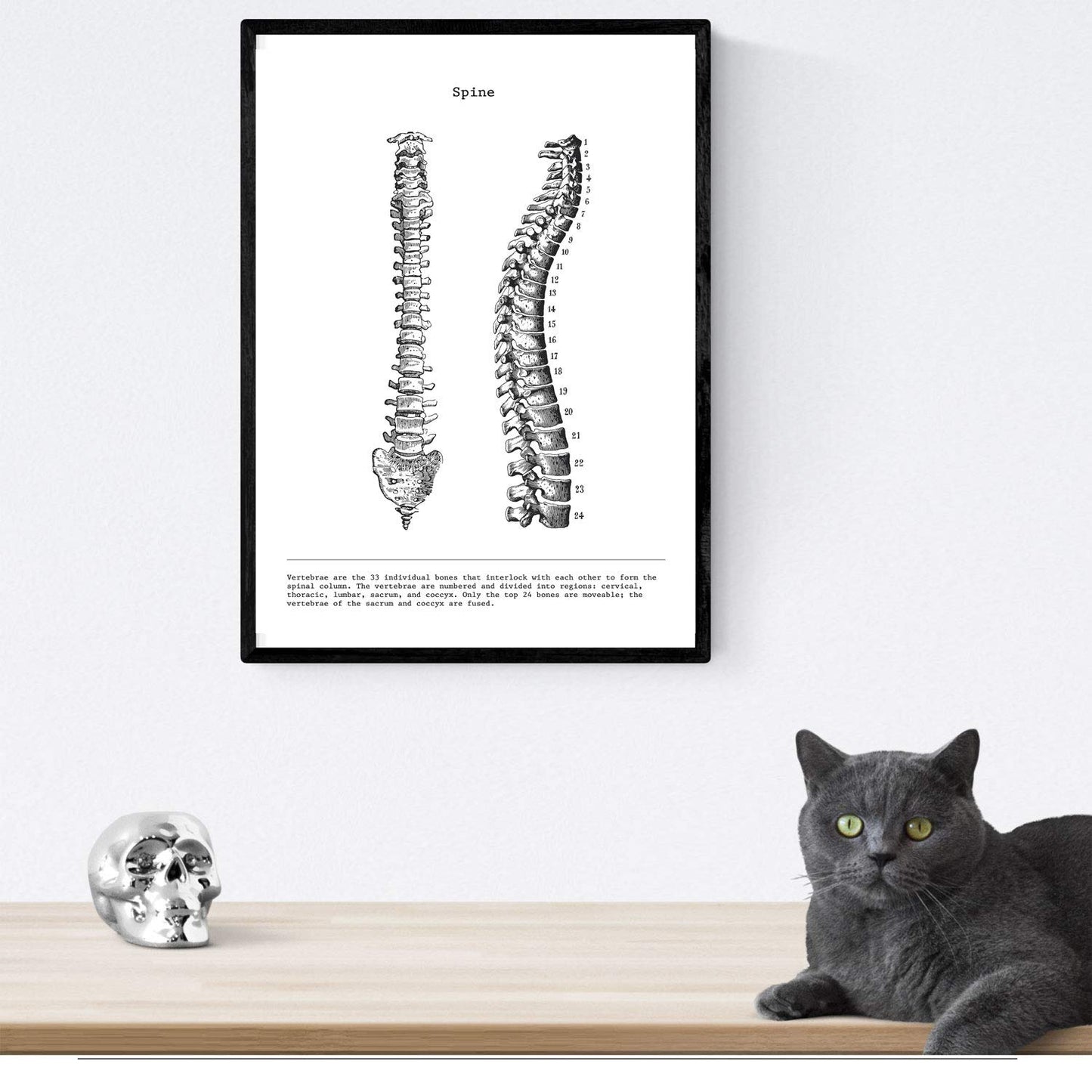 Set de 3 posters de anatomía en blanco y negro con imágenes del cuerpo humano. Pack de láminas sobre biología con "Costillas, Pelvis y Columna Vertebral". .-Artwork-Nacnic-Nacnic Estudio SL