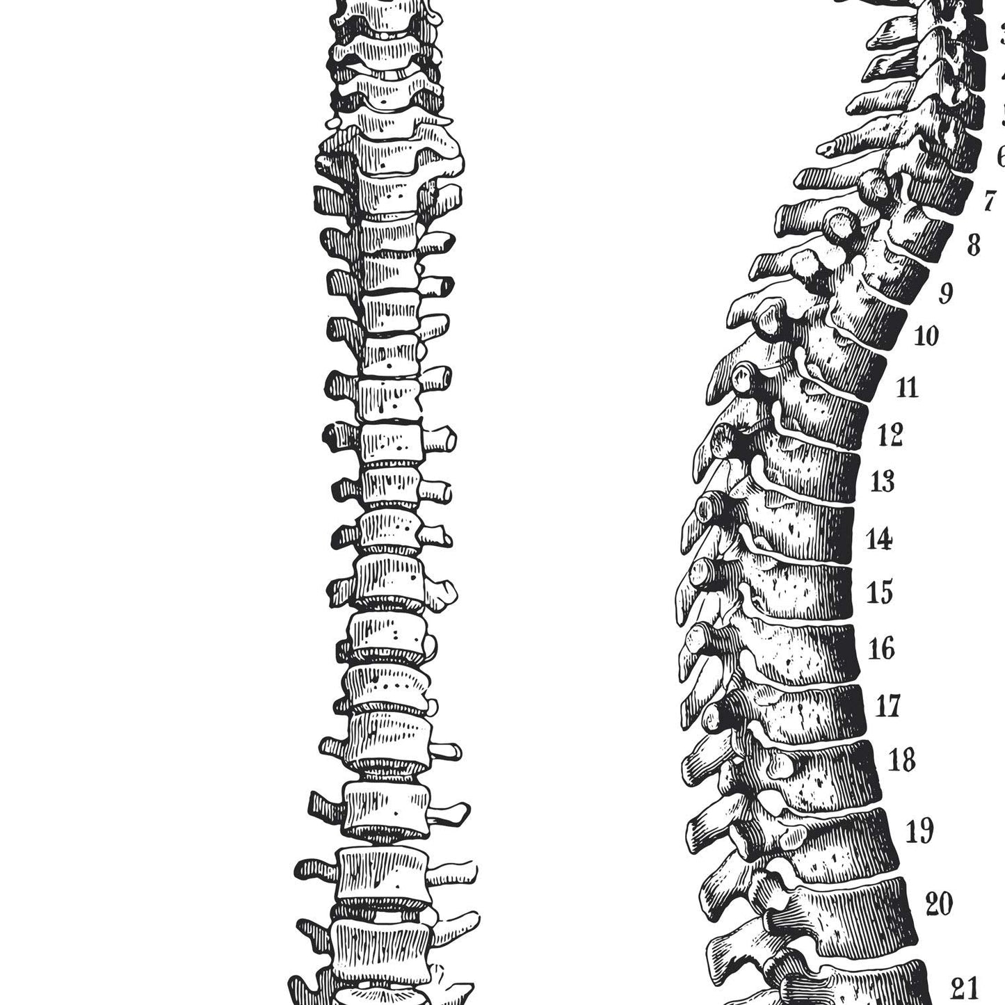 Set de 3 posters de anatomía en blanco y negro con imágenes del cuerpo humano. Pack de láminas sobre biología con "Costillas, Pelvis y Columna Vertebral". .-Artwork-Nacnic-Nacnic Estudio SL