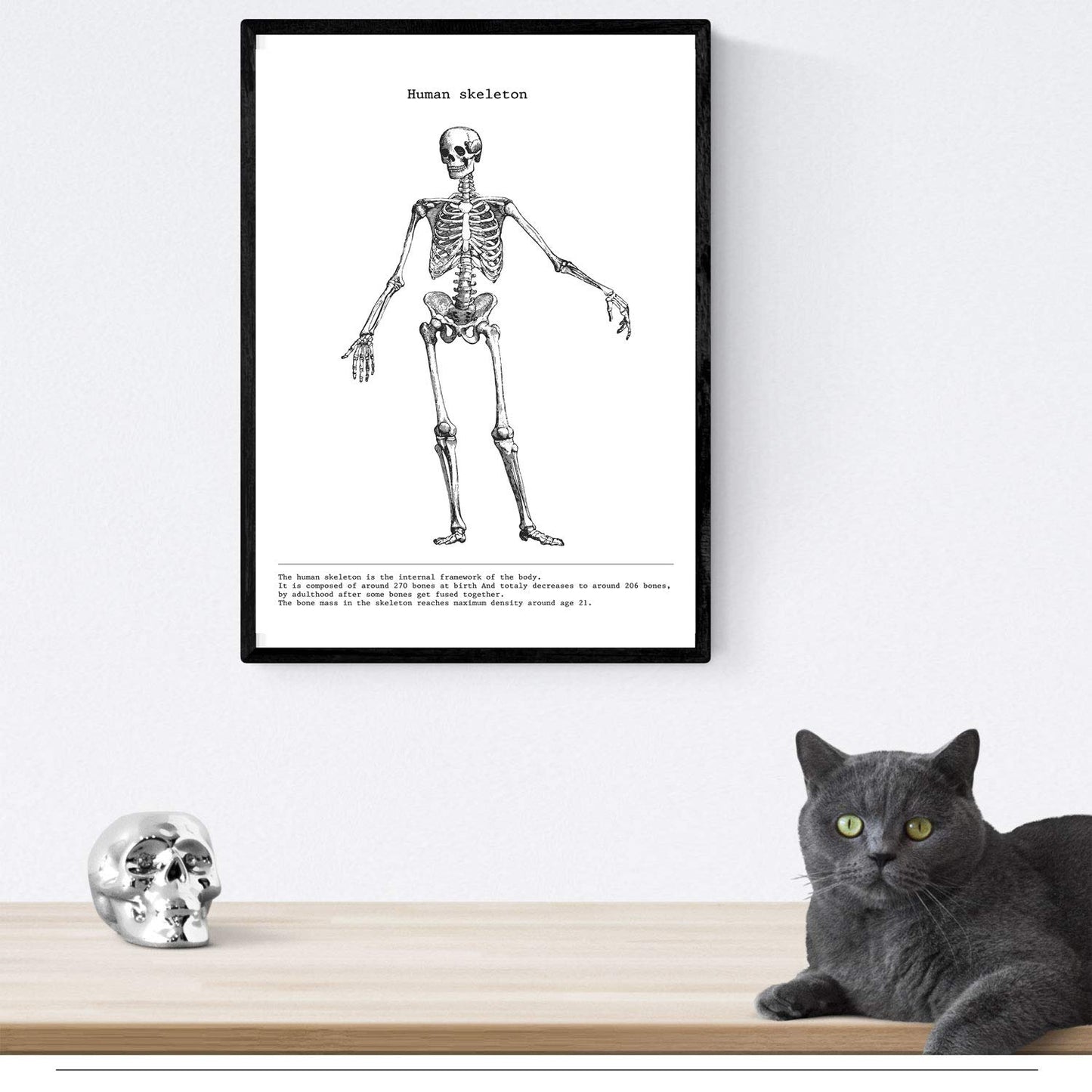 Set de 3 posters de anatomía en blanco y negro con imágenes del cuerpo humano. Pack de láminas sobre biología con "Esqueleto, Mano y Pelvis". .-Artwork-Nacnic-Nacnic Estudio SL