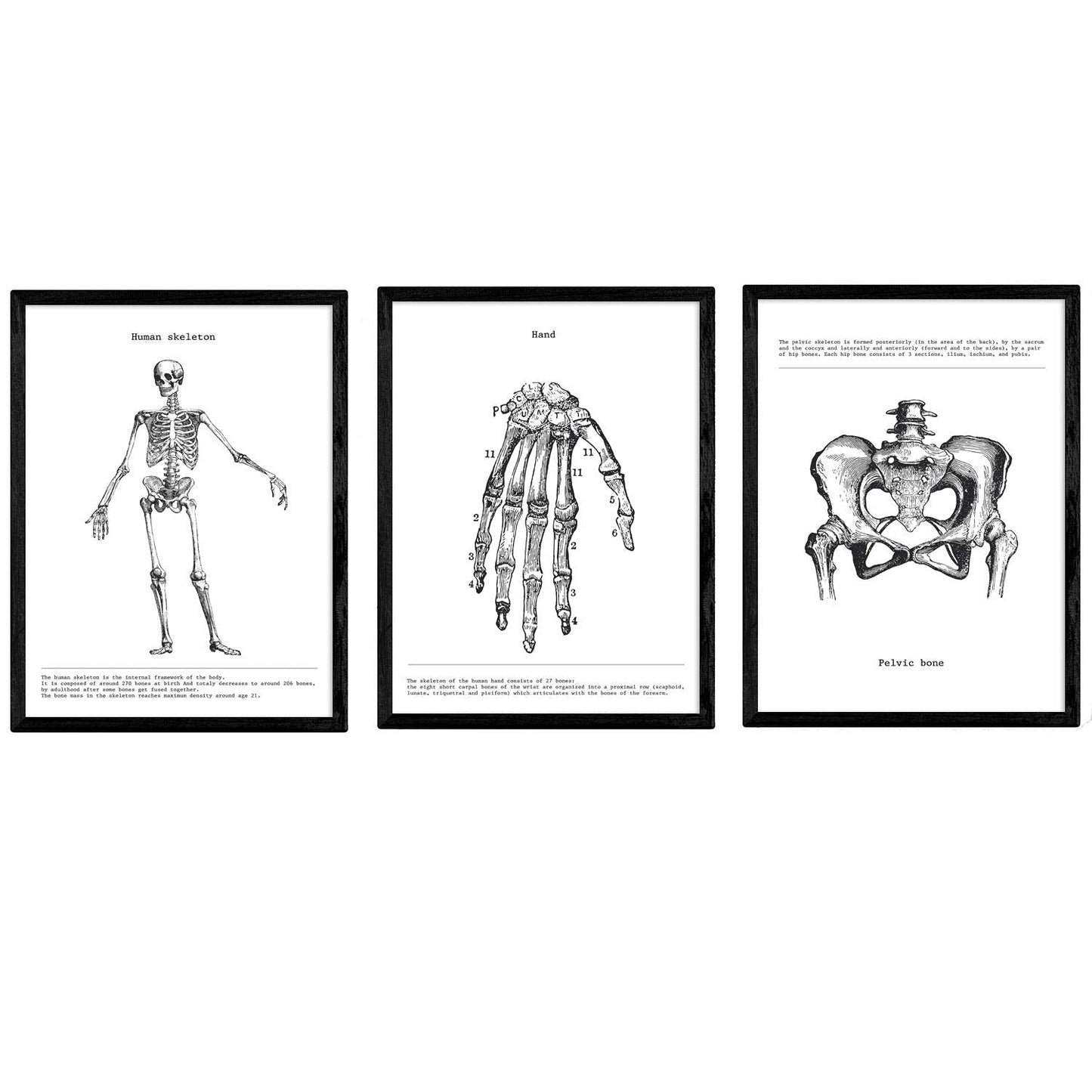 Set de 3 posters de anatomía en blanco y negro con imágenes del cuerpo humano. Pack de láminas sobre biología con "Esqueleto, Mano y Pelvis". .-Artwork-Nacnic-Nacnic Estudio SL