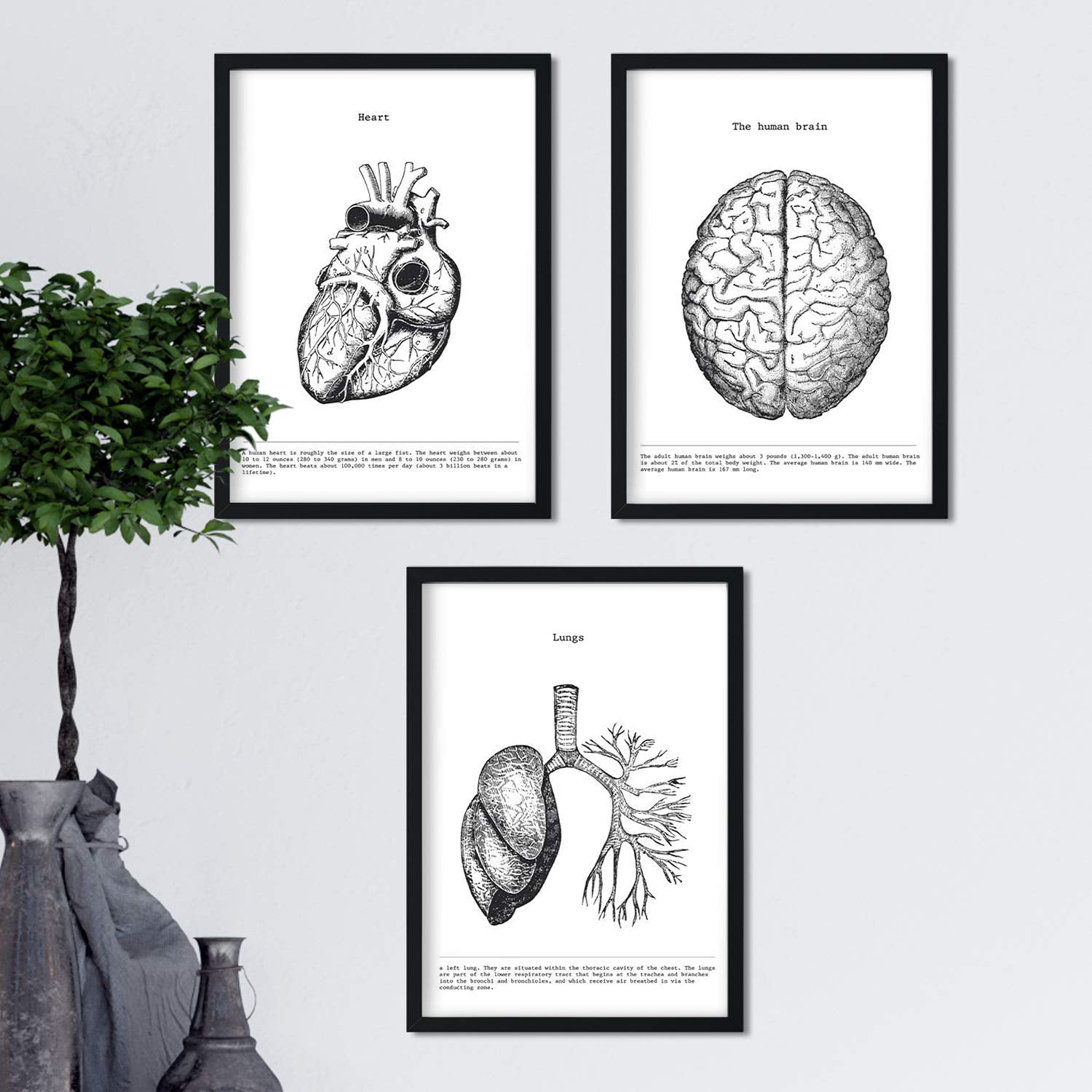 Set de 3 posters de anatomía en blanco y negro con imágenes del cuerpo humano. Pack de láminas sobre biología y medici con "Corazón, Cerebro y Pulmones". .-Artwork-Nacnic-Nacnic Estudio SL