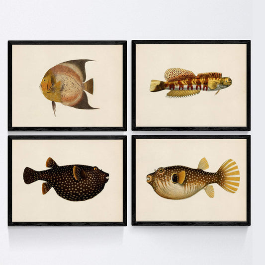 Set de 4 láminas con pez colorido efecto vintage tono amarillo negro. Composicion de 4 peces diferentes, fondo papel antiguo vintage.-Artwork-Nacnic-Nacnic Estudio SL
