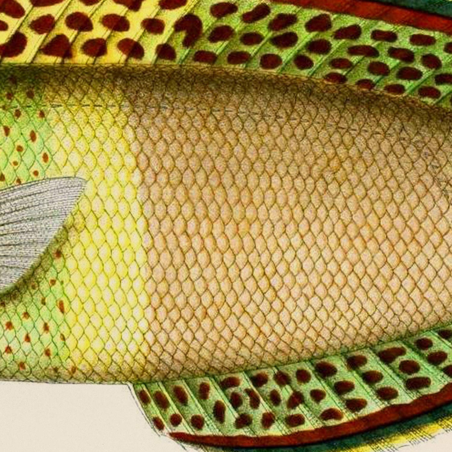 Set de 4 láminas con pez colorido efecto vintage tono azul amarillo verde. Composicion de 4 peces diferentes en , fondo papel antiguo-Artwork-Nacnic-Nacnic Estudio SL