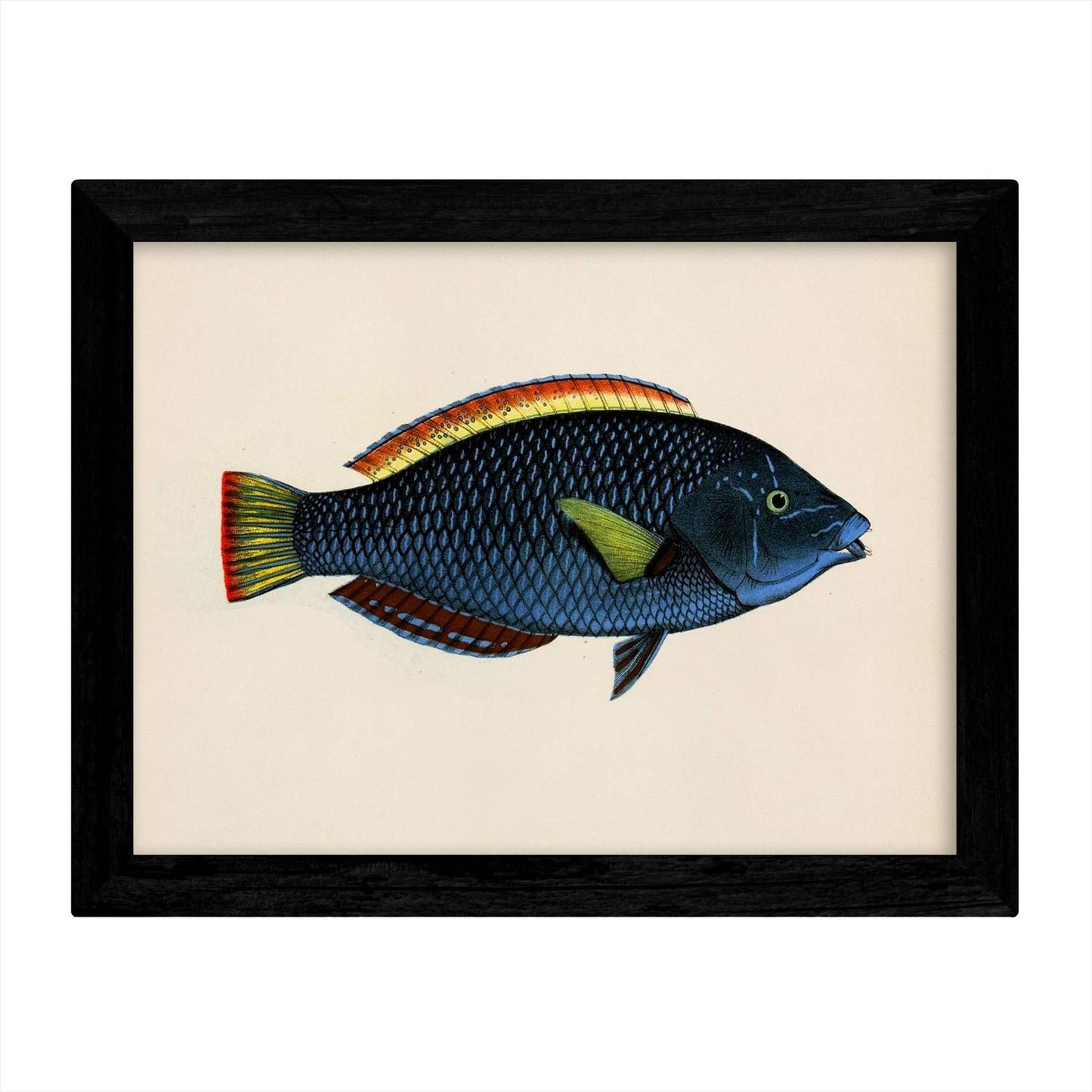 Set de 4 láminas con pez colorido efecto vintage tono azul amarillo verde. Composicion de 4 peces diferentes en , fondo papel antiguo-Artwork-Nacnic-Nacnic Estudio SL