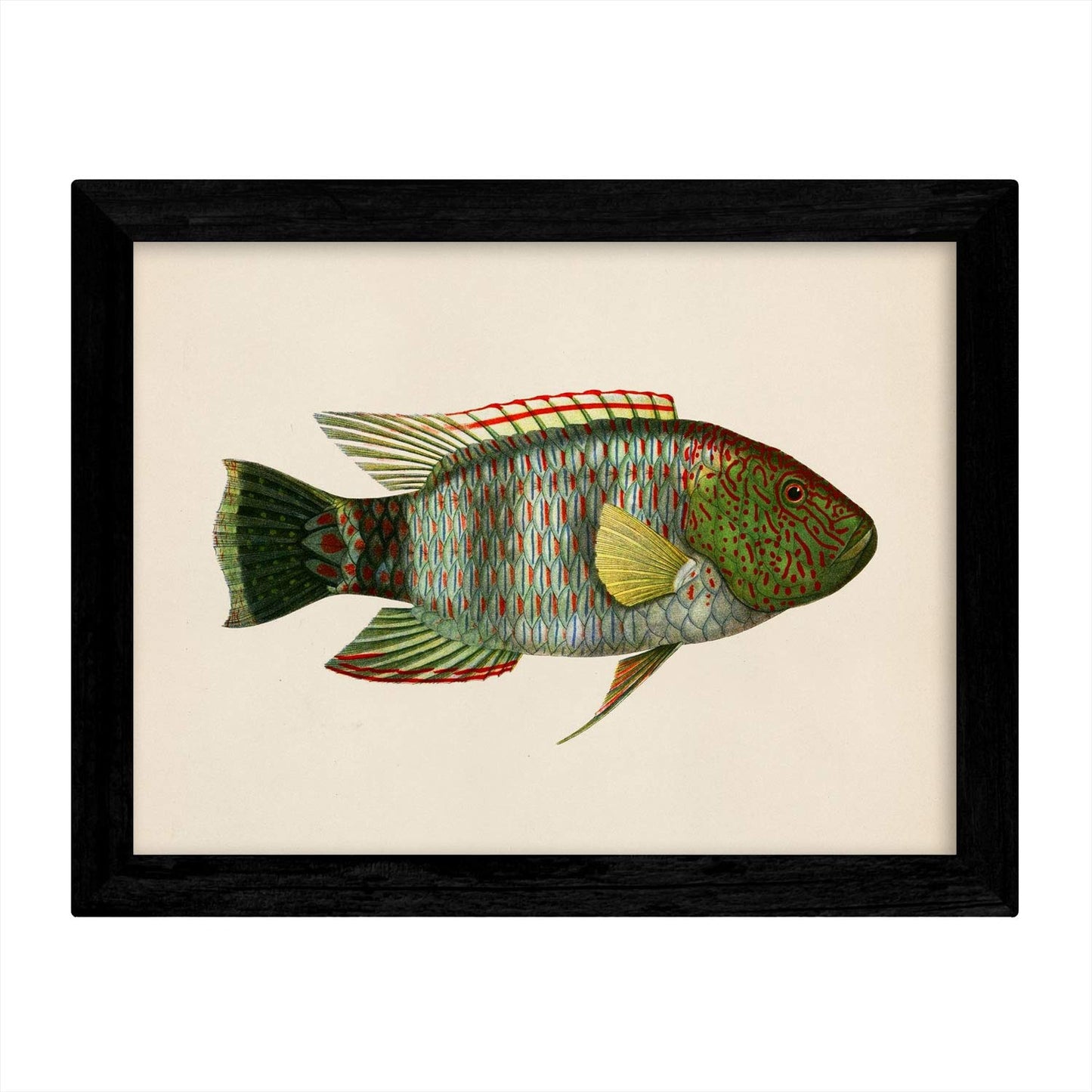 Set de 4 láminas con pez colorido efecto vintage tono azul rojo verde. Composicion de 4 peces diferentes, fondo papel antiguo vintage.-Artwork-Nacnic-Nacnic Estudio SL