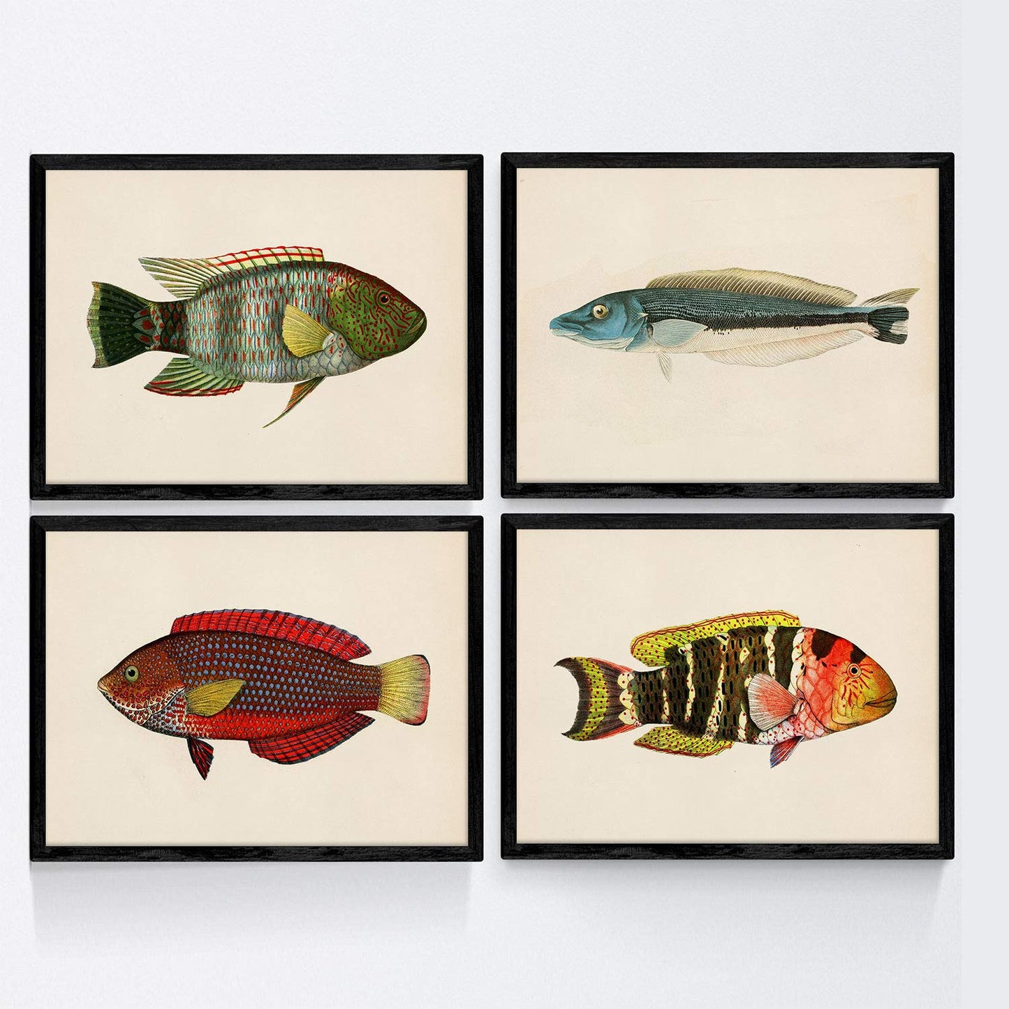 Set de 4 láminas con pez colorido efecto vintage tono azul rojo verde. Composicion de 4 peces diferentes, fondo papel antiguo vintage.-Artwork-Nacnic-Nacnic Estudio SL