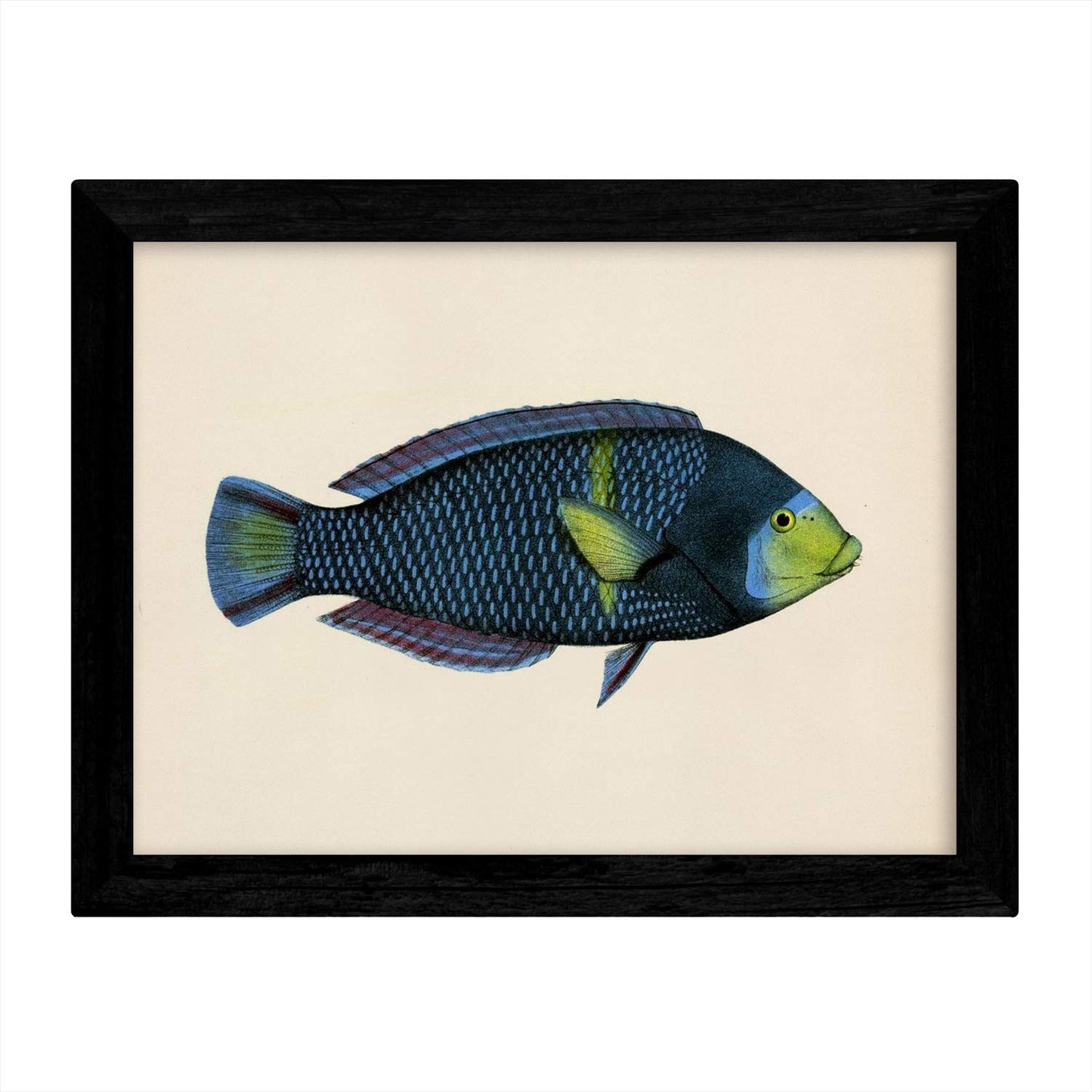 Set de 4 láminas con pez colorido efecto vintage tono azul verde. Composicion de 4 peces diferentes, fondo papel antiguo vintage.-Artwork-Nacnic-Nacnic Estudio SL