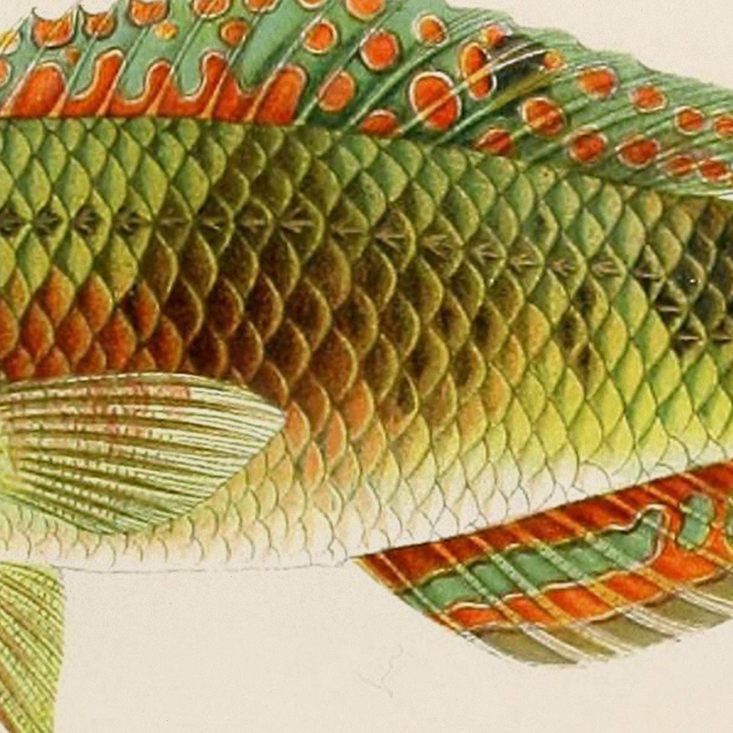 Set de 4 láminas con pez colorido efecto vintage tono naranja azul verde. Composicion de 4 peces diferentes, fondo papel antiguo vintage.-Artwork-Nacnic-Nacnic Estudio SL