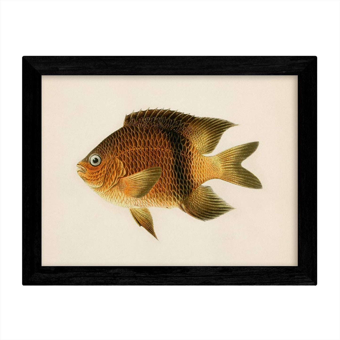 Set de 4 láminas con pez colorido efecto vintage tono naranja azul verde. Composicion de 4 peces diferentes, fondo papel antiguo vintage.-Artwork-Nacnic-Nacnic Estudio SL