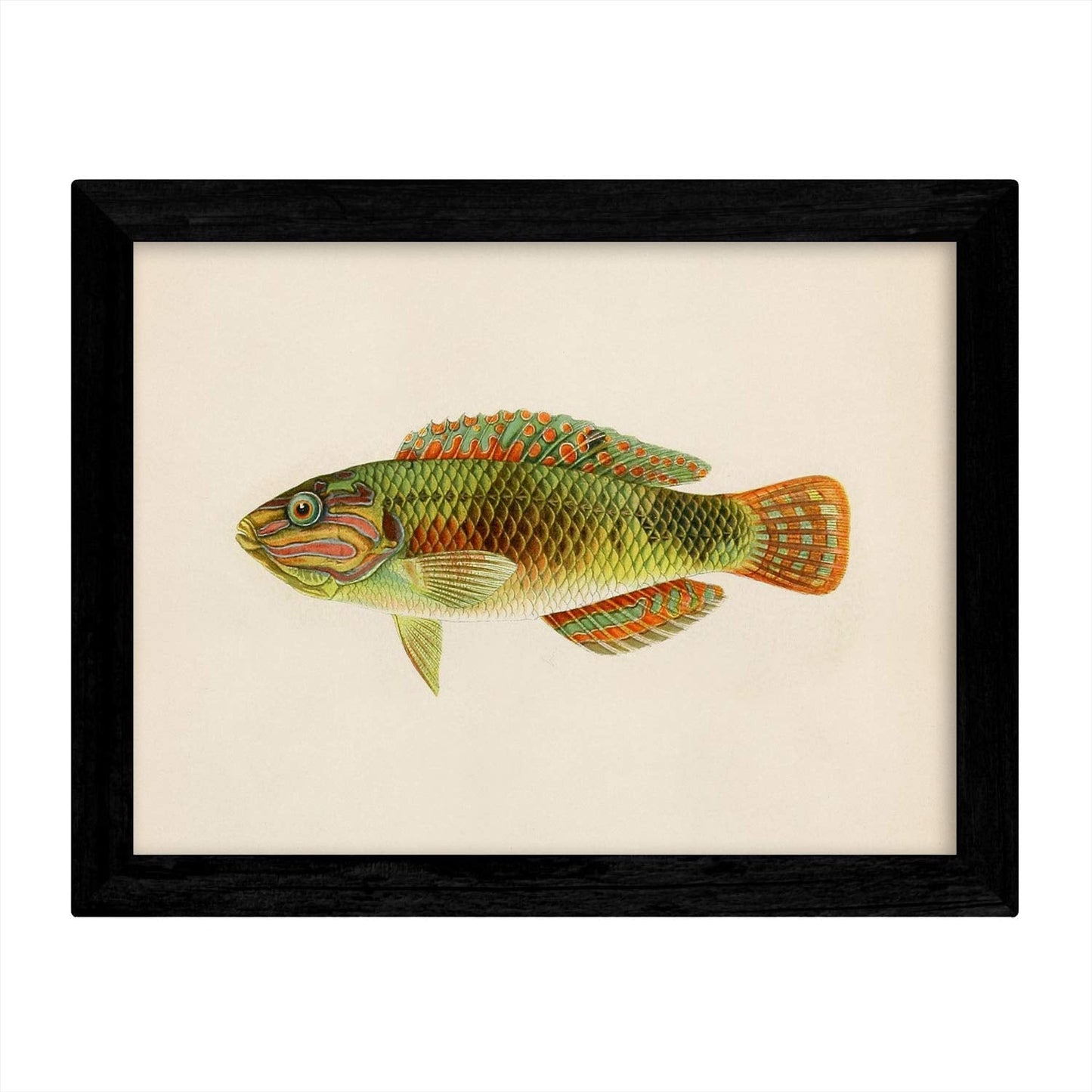 Set de 4 láminas con pez colorido efecto vintage tono naranja azul verde. Composicion de 4 peces diferentes, fondo papel antiguo vintage.-Artwork-Nacnic-Nacnic Estudio SL