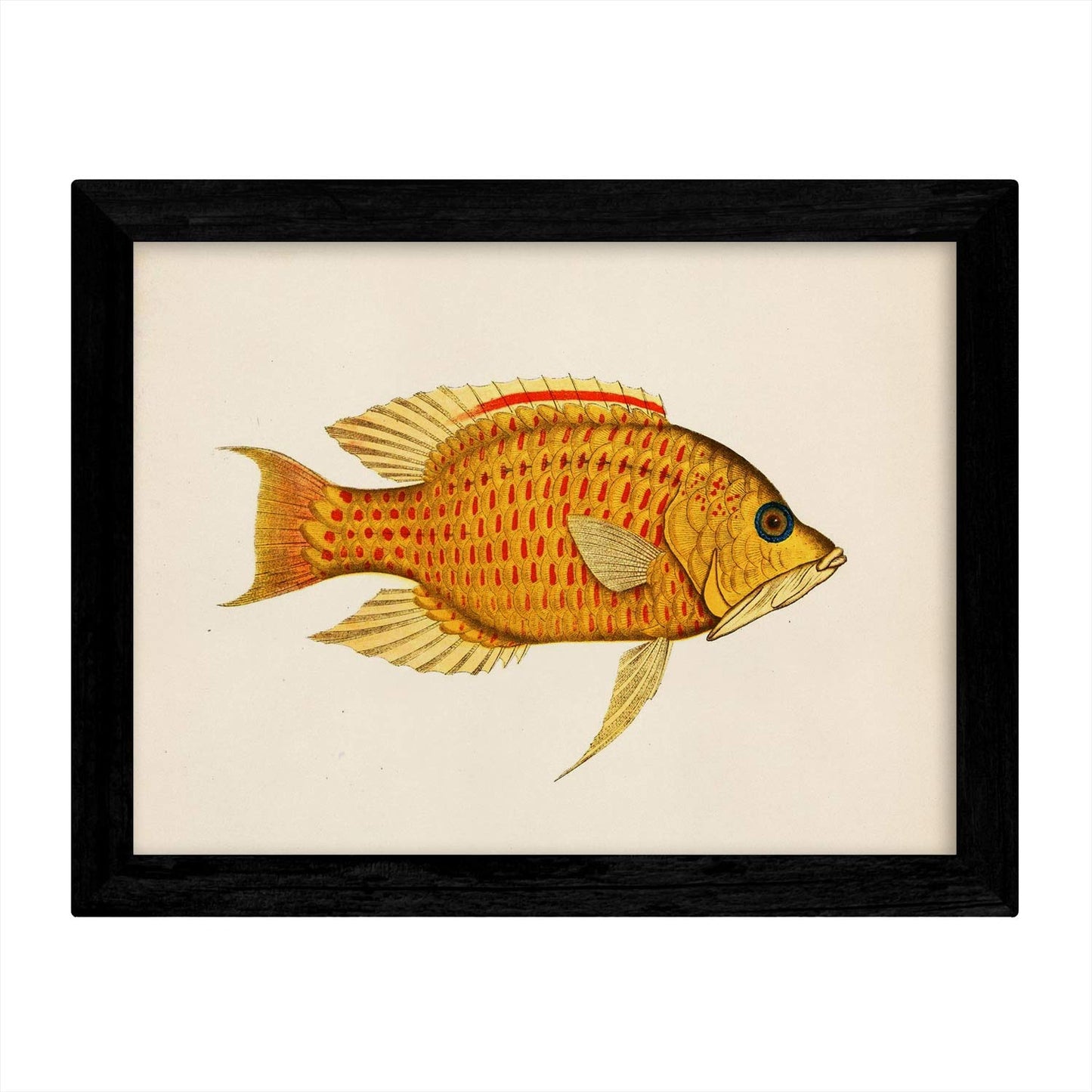 Set de 4 láminas con pez colorido efecto vintage tono naranja azul verde. Composicion de 4 peces diferentes, fondo papel antiguo vintage.-Artwork-Nacnic-Nacnic Estudio SL