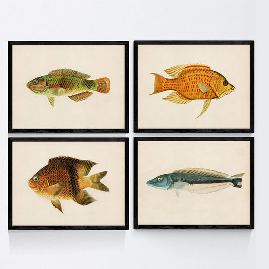 Set de 4 láminas con pez colorido efecto vintage tono naranja azul verde. Composicion de 4 peces diferentes, fondo papel antiguo vintage.-Artwork-Nacnic-Nacnic Estudio SL
