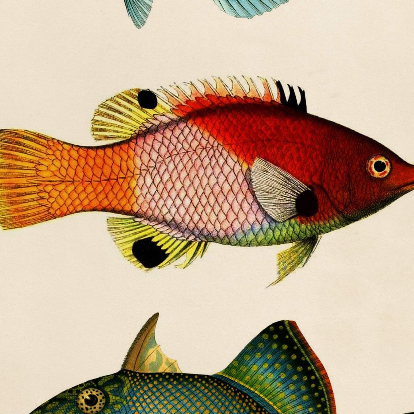 Set de 4 láminas de peces coloridos efecto vintage. Bahamas. Composicion de 12 peces diferentes, fondo papel antiguo vintage.-Artwork-Nacnic-Nacnic Estudio SL