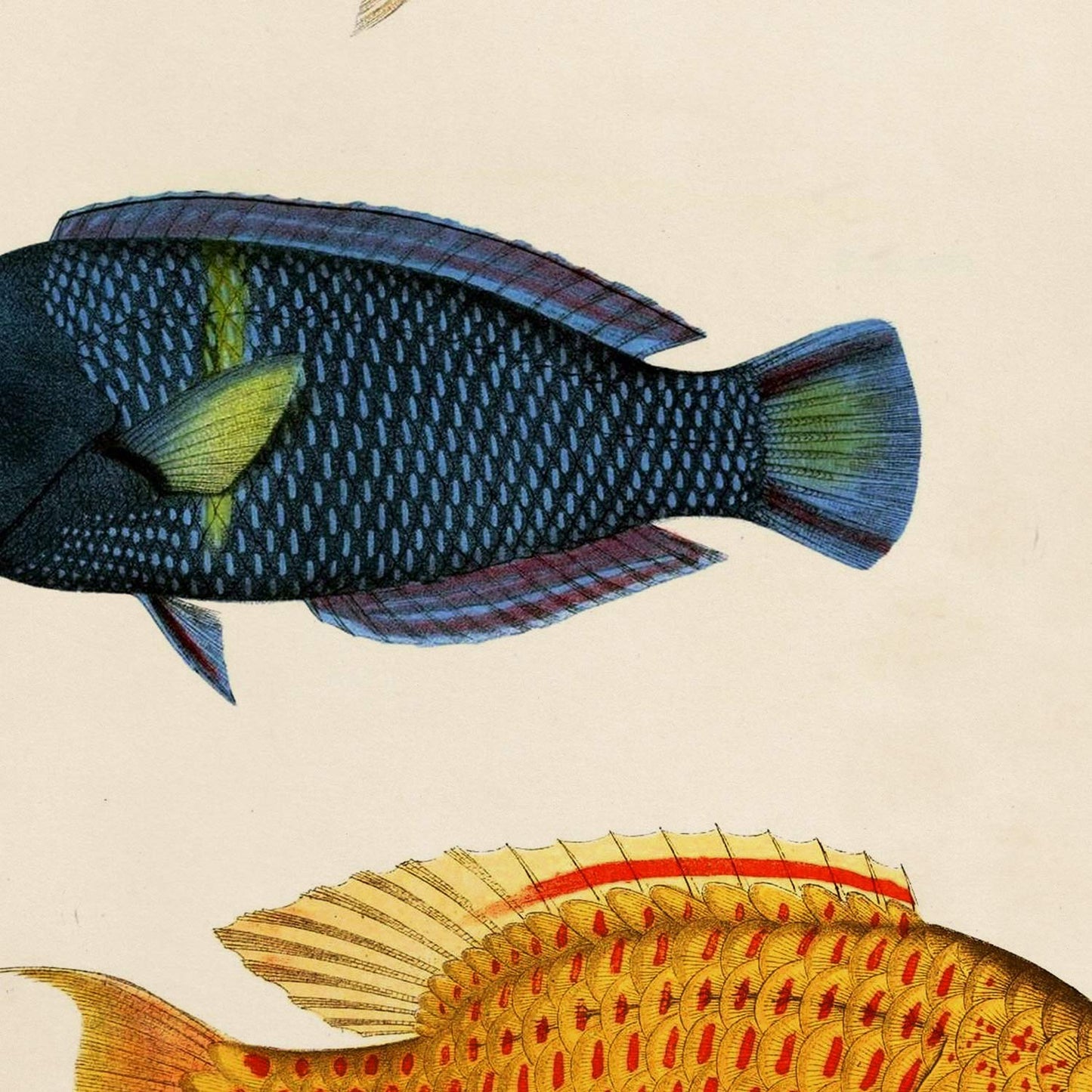 Set de 4 láminas de peces coloridos efecto vintage. Baleares. Composicion de 10 peces diferentes, fondo papel antiguo vintage. .-Artwork-Nacnic-Nacnic Estudio SL