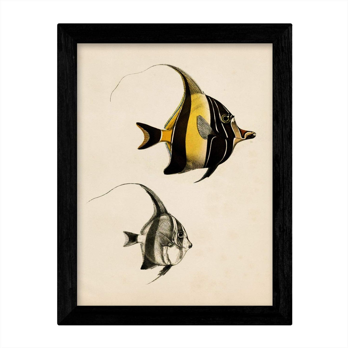 Set de 4 láminas de peces coloridos efecto vintage. Baleares. Composicion de 10 peces diferentes, fondo papel antiguo vintage. .-Artwork-Nacnic-Nacnic Estudio SL