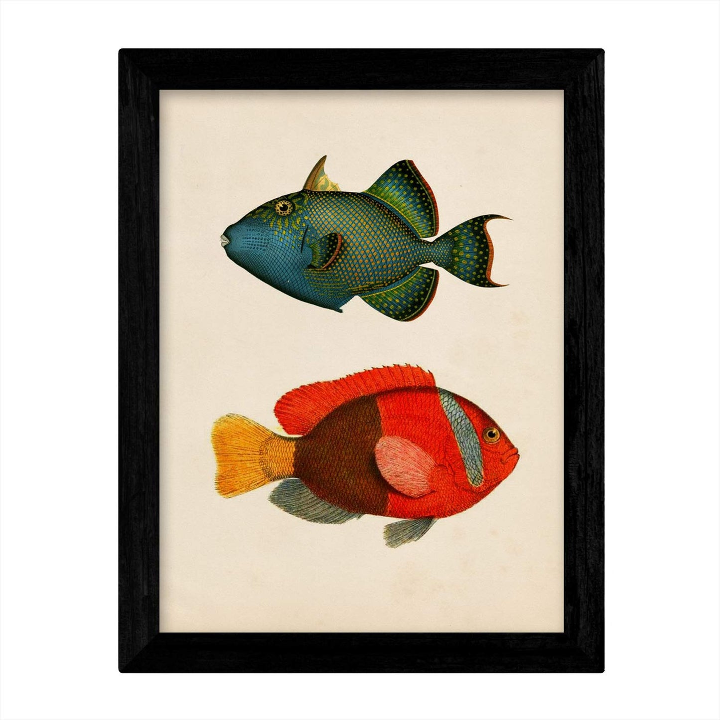 Set de 4 láminas de peces coloridos efecto vintage. Baleares. Composicion de 10 peces diferentes, fondo papel antiguo vintage. .-Artwork-Nacnic-Nacnic Estudio SL