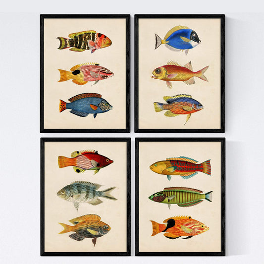 Set de 4 láminas de peces coloridos efecto vintage. Baltico. Composicion de 12 peces diferentes, fondo papel antiguo vintage. .-Artwork-Nacnic-Nacnic Estudio SL