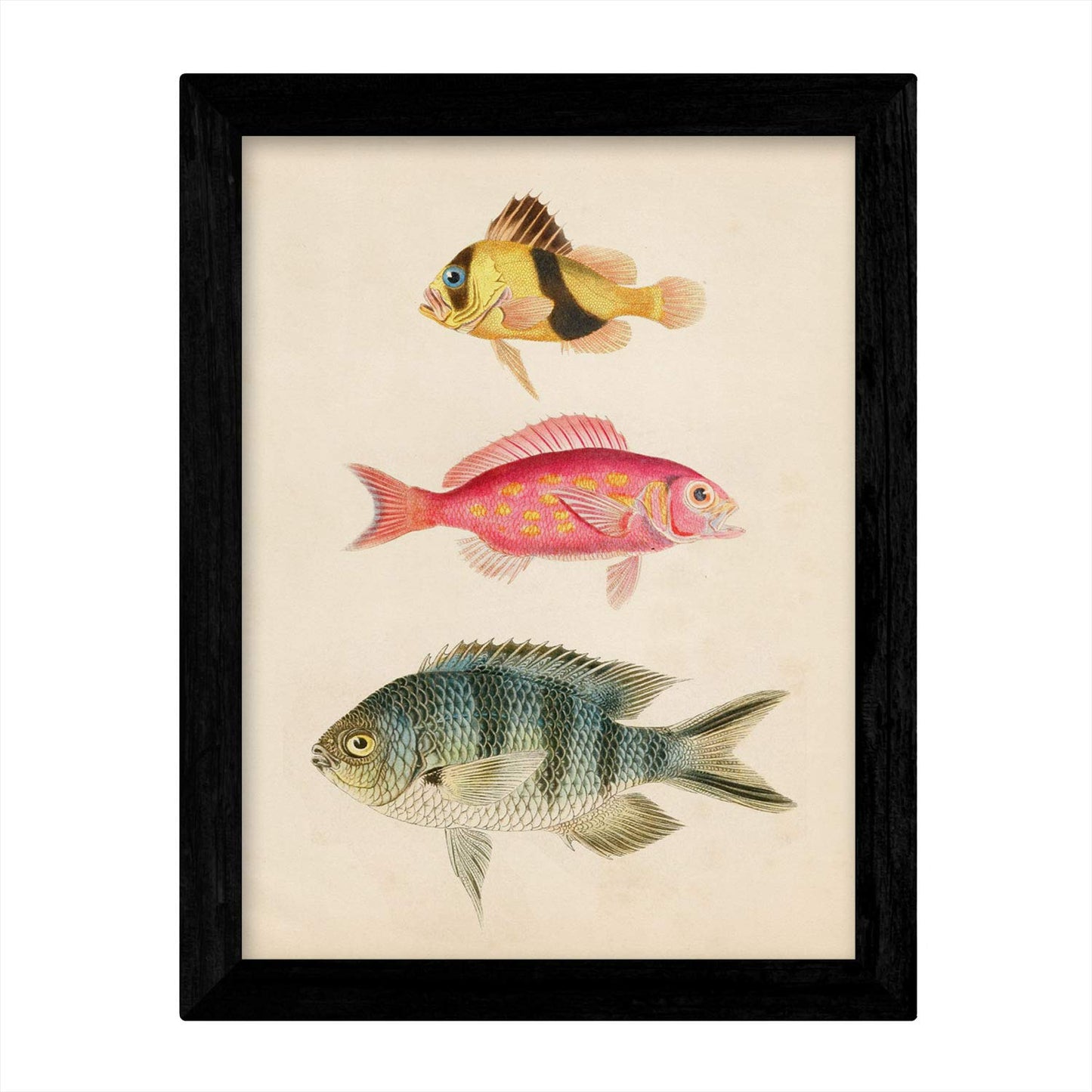 Set de 4 láminas de peces coloridos efecto vintage. Cantabrico. Composicion de 11 peces diferentes, fondo papel antiguo vintage.-Artwork-Nacnic-Nacnic Estudio SL