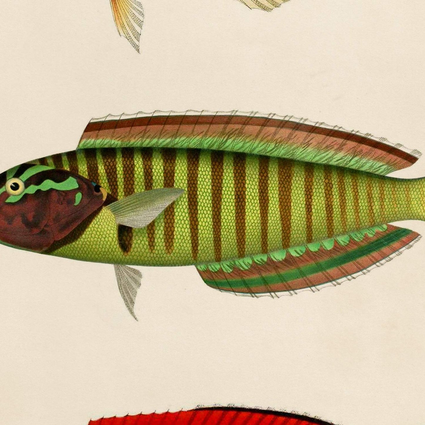 Set de 4 láminas de peces coloridos efecto vintage. Caribe. Composicion de 12 peces diferentes, fondo papel antiguo vintage. .-Artwork-Nacnic-Nacnic Estudio SL