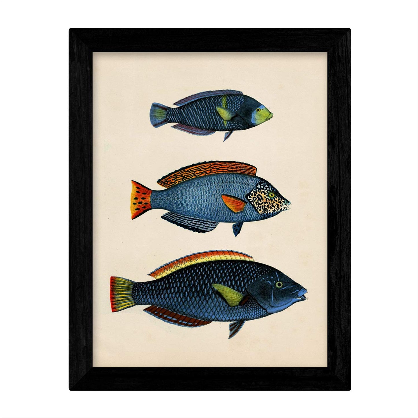Set de 4 láminas de peces coloridos efecto vintage. Caribe. Composicion de 12 peces diferentes, fondo papel antiguo vintage. .-Artwork-Nacnic-Nacnic Estudio SL