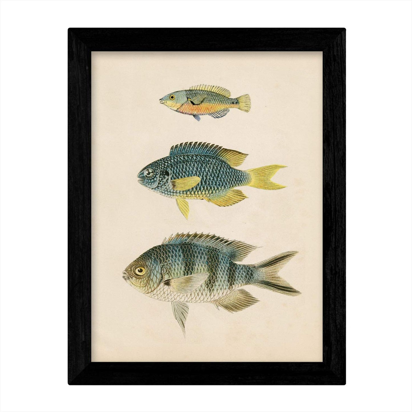 Set de 4 láminas de peces coloridos efecto vintage. Caribe. Composicion de 12 peces diferentes, fondo papel antiguo vintage. .-Artwork-Nacnic-Nacnic Estudio SL