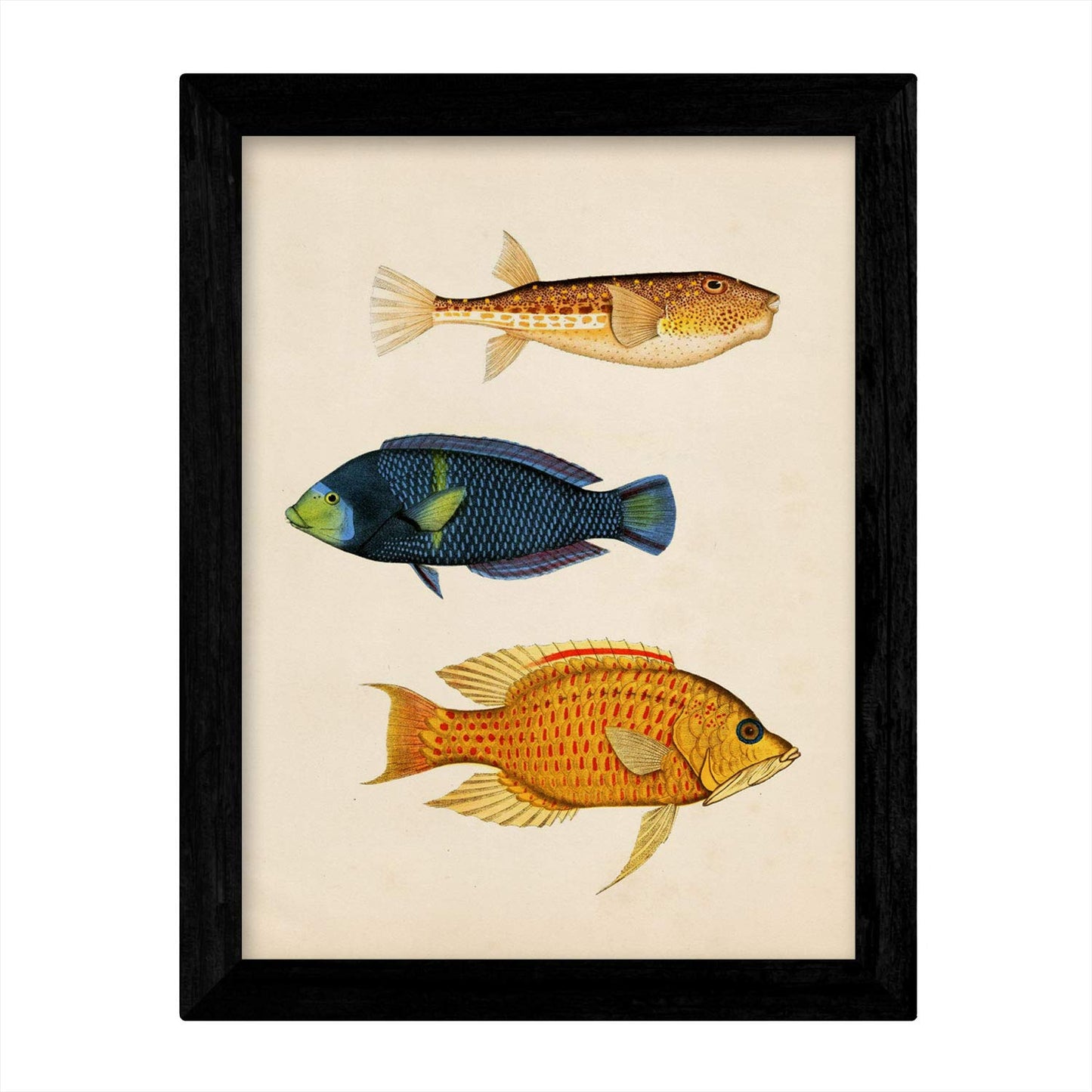 Set de 4 láminas de peces coloridos efecto vintage. Caribe. Composicion de 12 peces diferentes, fondo papel antiguo vintage. .-Artwork-Nacnic-Nacnic Estudio SL