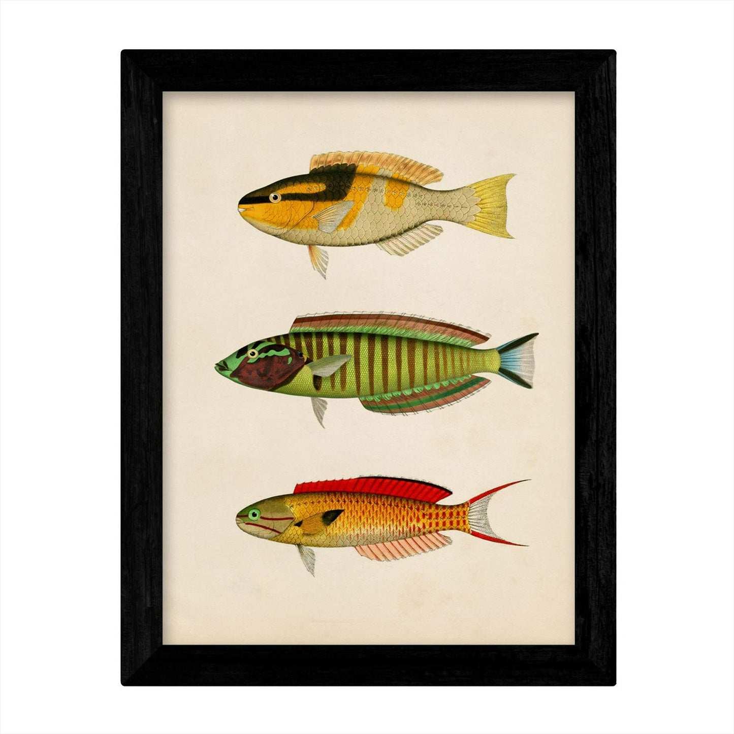 Set de 4 láminas de peces coloridos efecto vintage. Caribe. Composicion de 12 peces diferentes, fondo papel antiguo vintage. .-Artwork-Nacnic-Nacnic Estudio SL