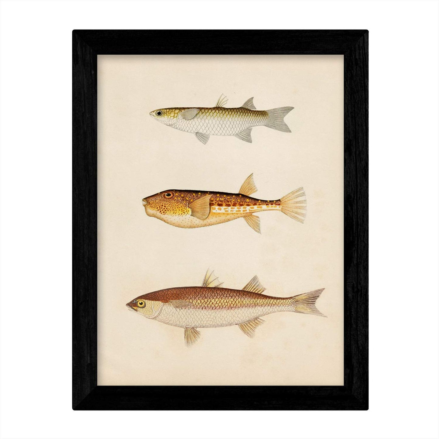Set de 4 láminas de peces coloridos efecto vintage. Composicion de 10 peces diferentes, fondo papel antiguo vintage. .-Artwork-Nacnic-Nacnic Estudio SL