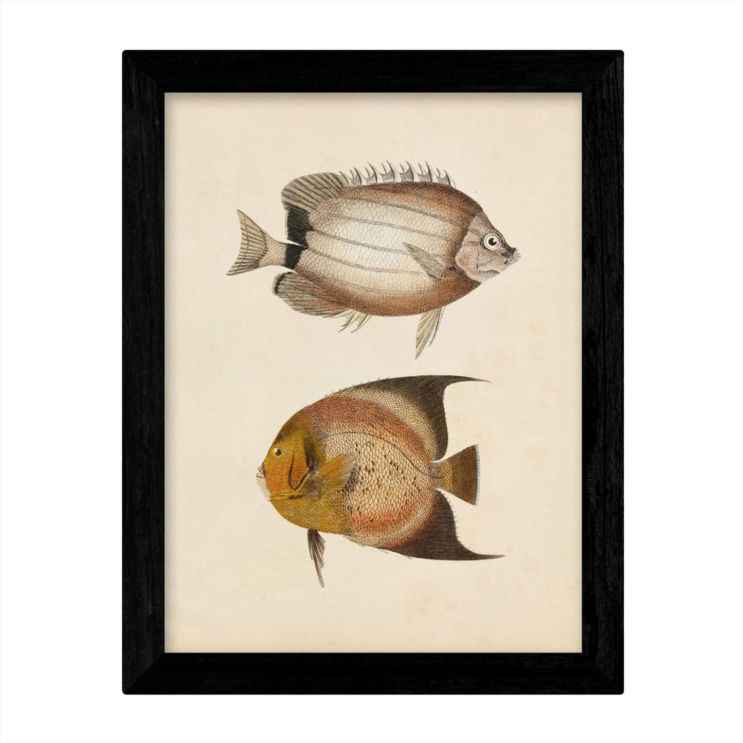 Set de 4 láminas de peces coloridos efecto vintage. Composicion de 10 peces diferentes, fondo papel antiguo vintage. .-Artwork-Nacnic-Nacnic Estudio SL