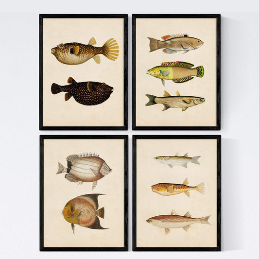 Set de 4 láminas de peces coloridos efecto vintage. Composicion de 10 peces diferentes, fondo papel antiguo vintage. .-Artwork-Nacnic-Nacnic Estudio SL