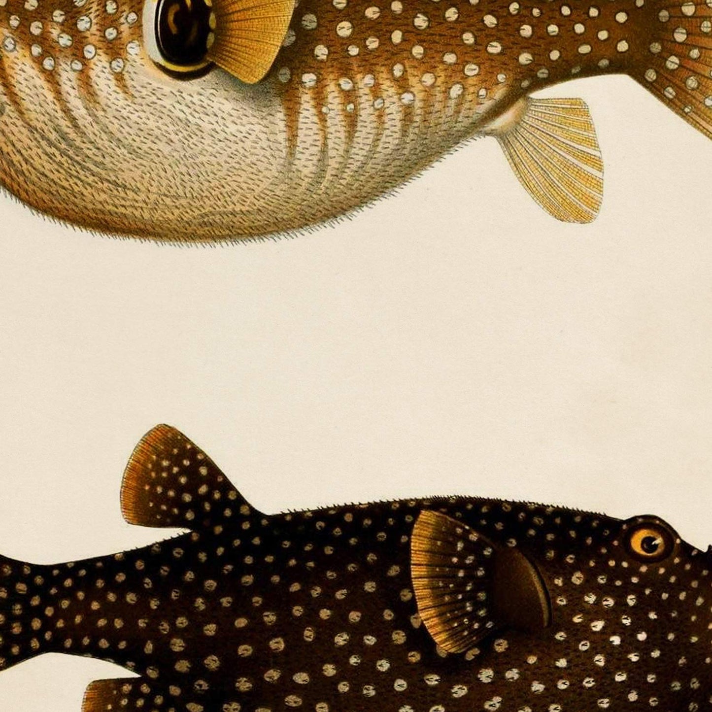 Set de 4 láminas de peces coloridos efecto vintage. Composicion de 10 peces diferentes, fondo papel antiguo vintage.-Artwork-Nacnic-Nacnic Estudio SL