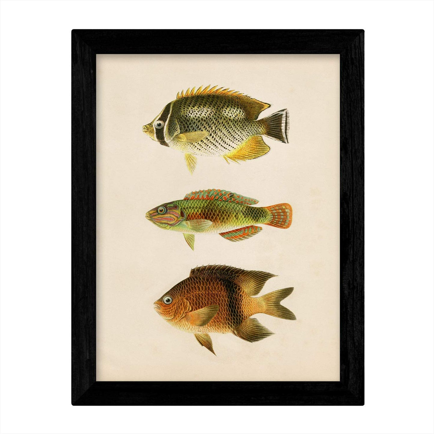 Set de 4 láminas de peces coloridos efecto vintage. Composicion de 10 peces diferentes, fondo papel antiguo vintage.-Artwork-Nacnic-Nacnic Estudio SL