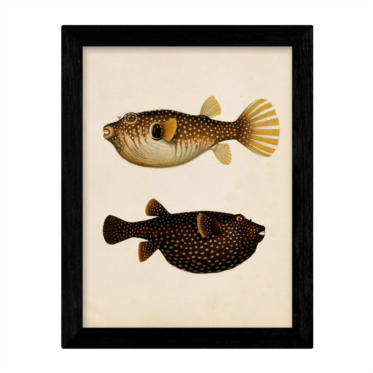 Set de 4 láminas de peces coloridos efecto vintage. Composicion de 10 peces diferentes, fondo papel antiguo vintage.-Artwork-Nacnic-Nacnic Estudio SL